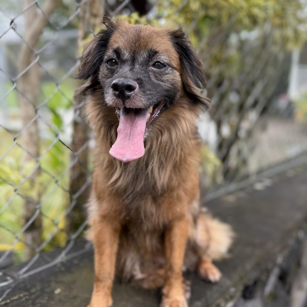 Enlarge Kulei, a Adoptable Mixed Breed in Keaau, HI image 2/6