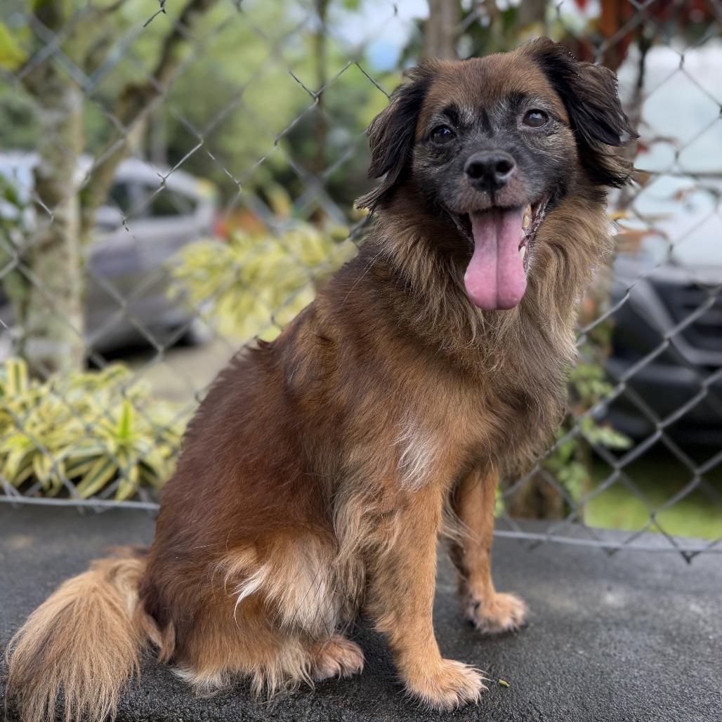 Enlarge Kulei, a Adoptable Mixed Breed in Keaau, HI image 3/6