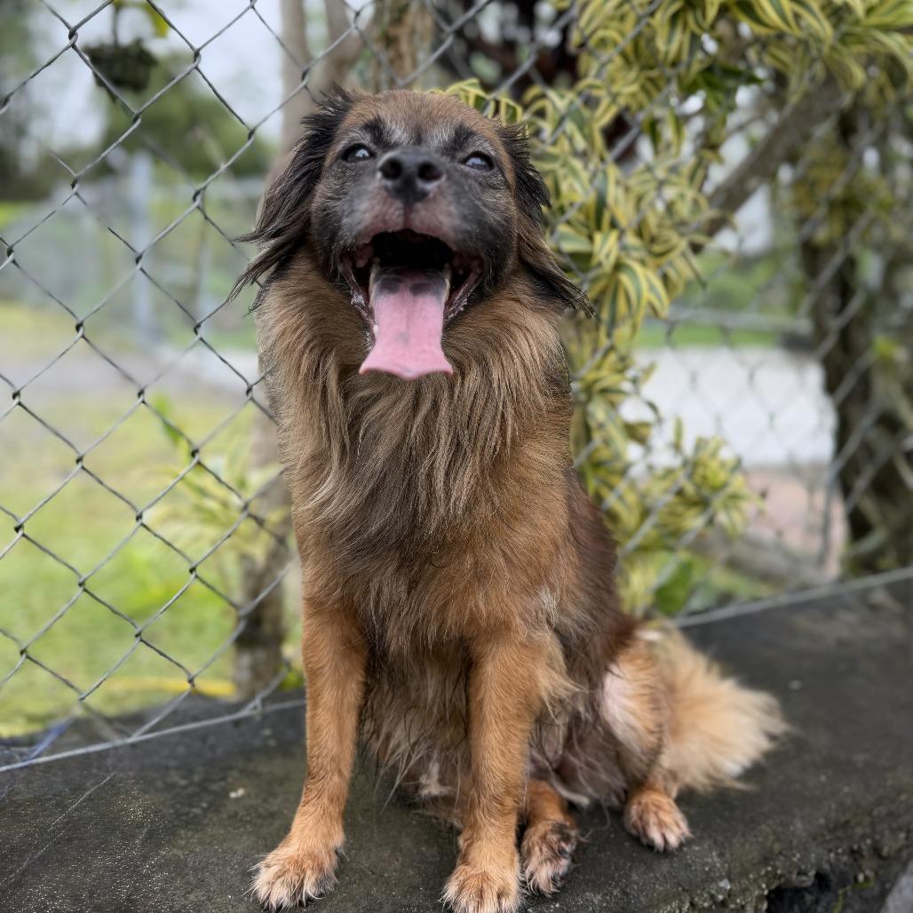 Enlarge Kulei, a Adoptable Mixed Breed in Keaau, HI image 4/6