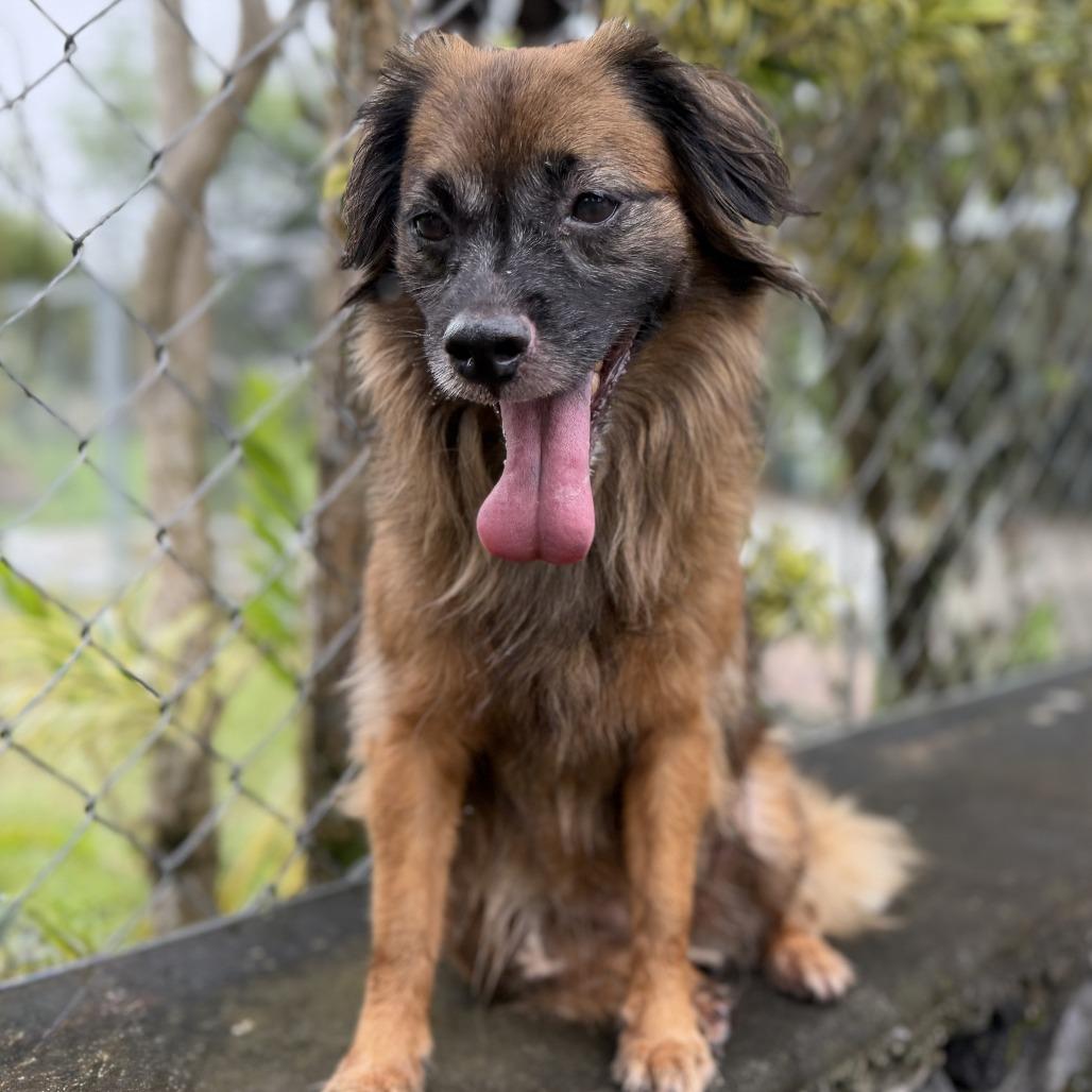 Enlarge Kulei, a Adoptable Mixed Breed in Keaau, HI image 5/6