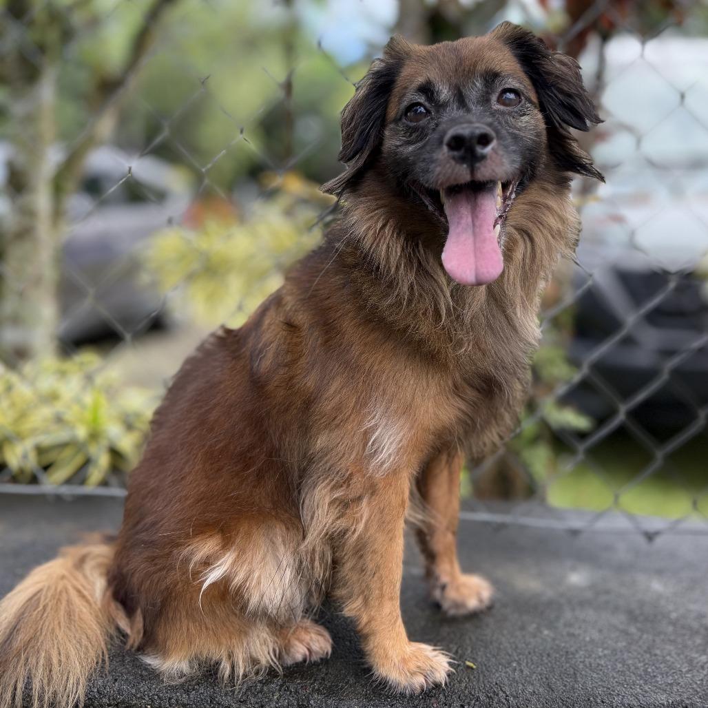 Enlarge Kulei, a Adoptable Mixed Breed in Keaau, HI image 6/6