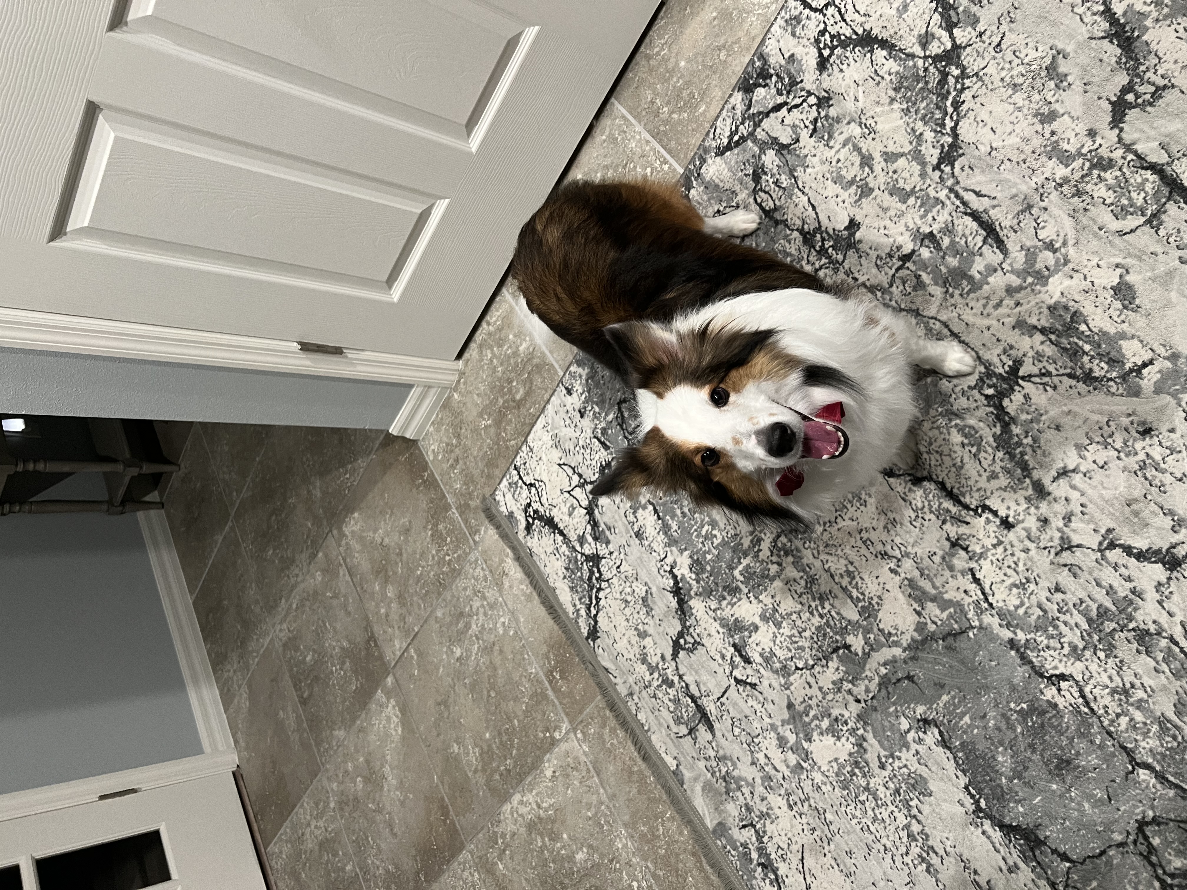 Enlarge Leo, a Adoptable Shetland Sheepdog / Sheltie in Palm Bay, FL image 1/2