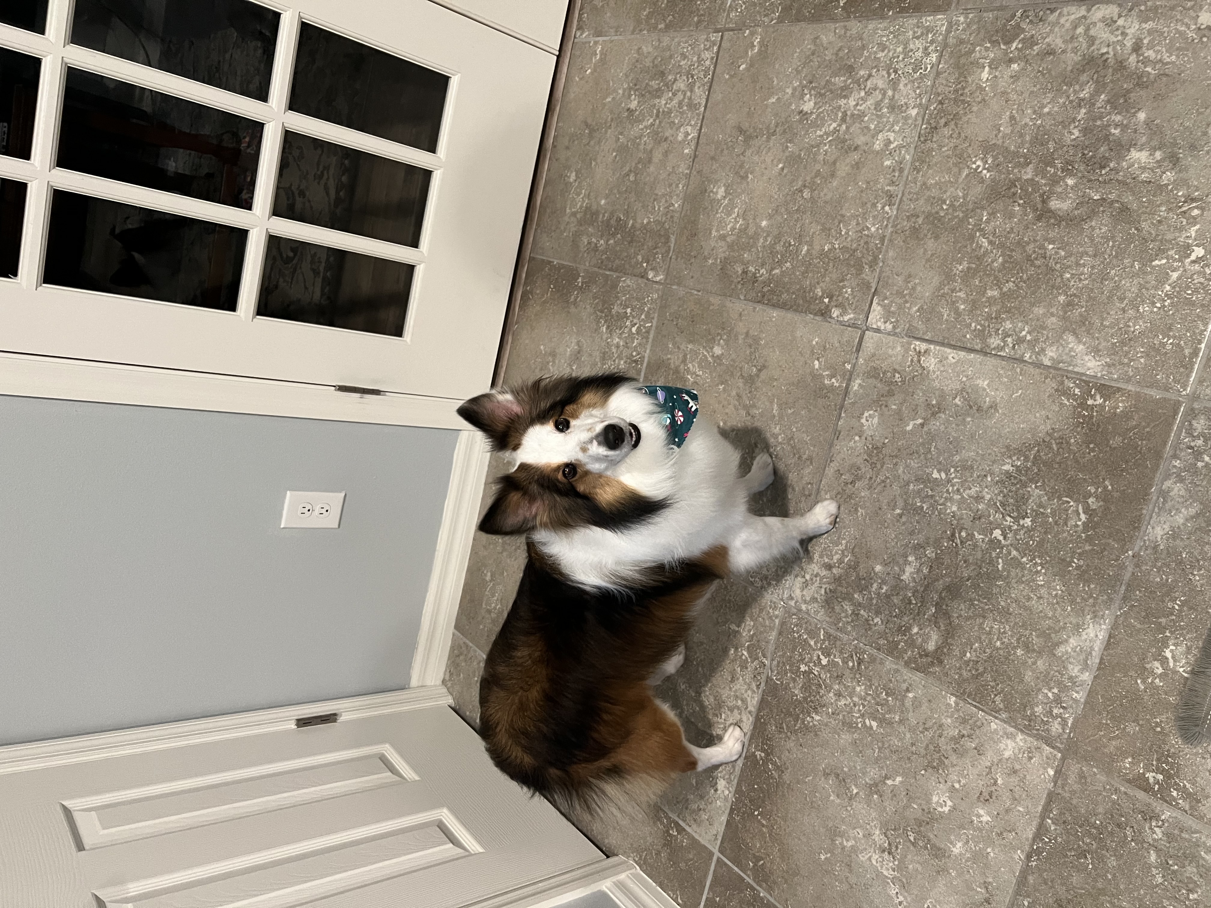 Enlarge Leo, a Adoptable Shetland Sheepdog / Sheltie in Palm Bay, FL image 2/2