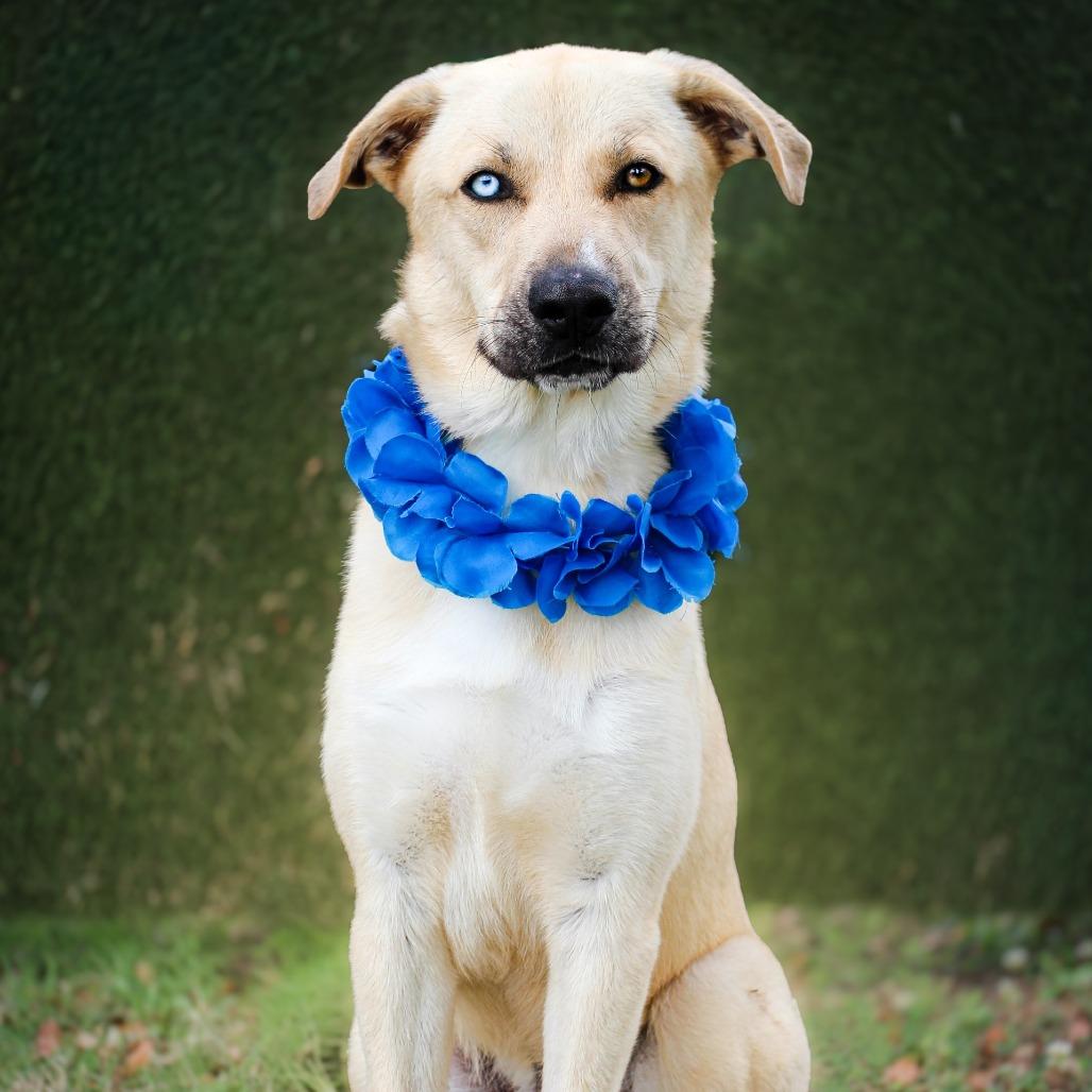 Charlie, Adoptable, Young Male Mixed Breed.