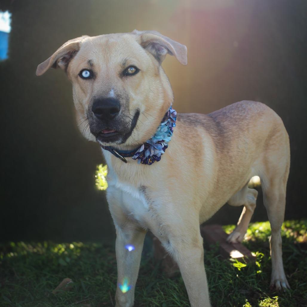 Enlarge Charlie, a Adoptable Mixed Breed in Lake Jackson, TX image 2/4