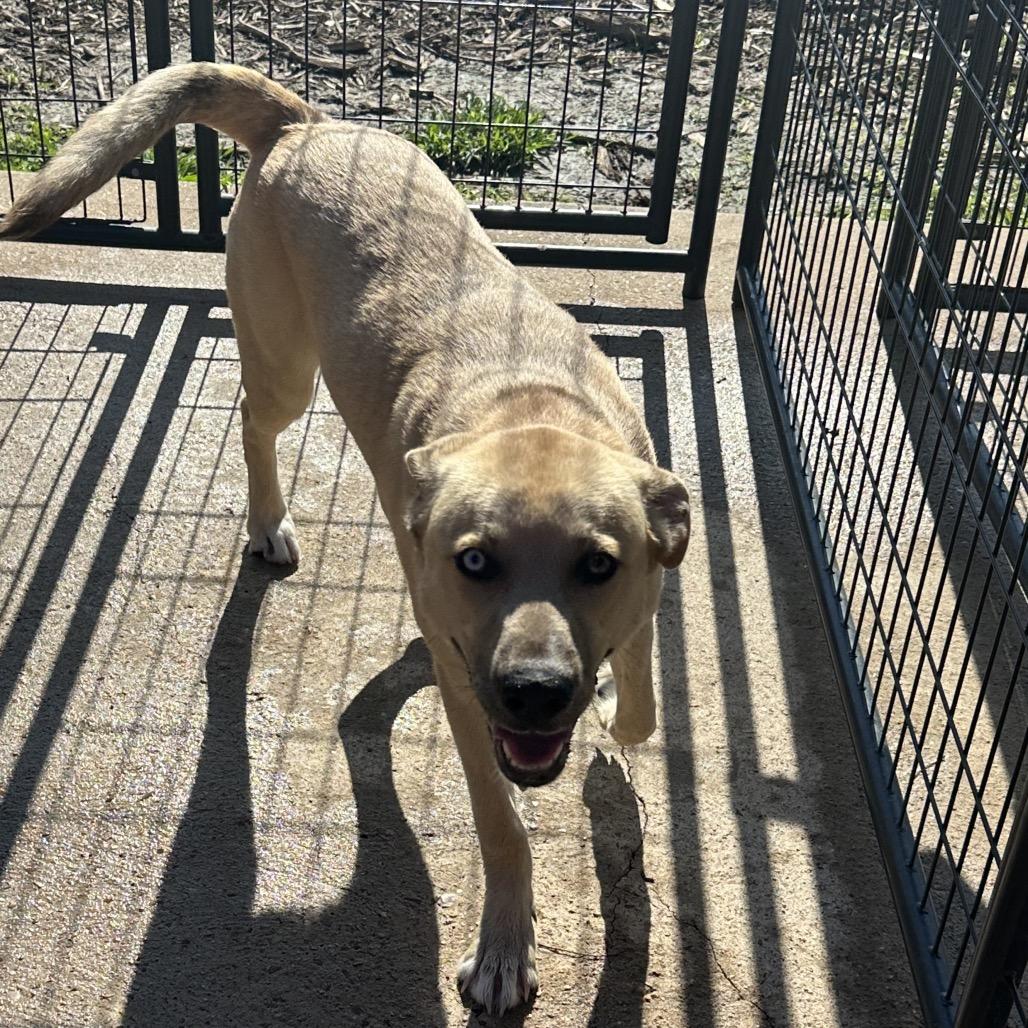 Charlie — thumbnail 2