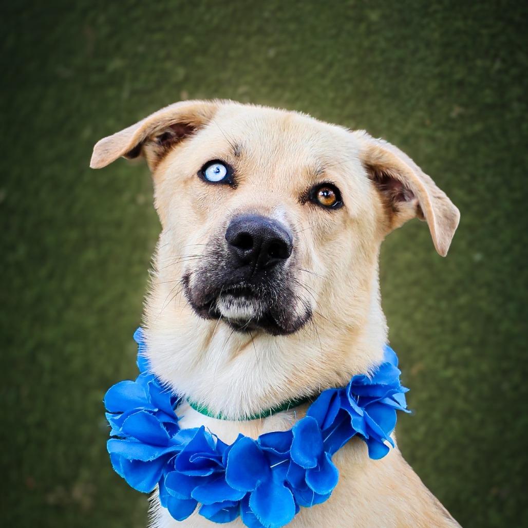 Enlarge Charlie, a Adoptable Mixed Breed in Lake Jackson, TX image 3/4