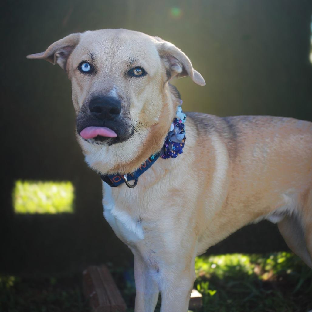 Enlarge Charlie, a Adoptable Mixed Breed in Lake Jackson, TX image 4/4