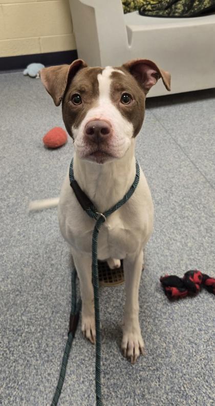 Enlarge Steve The Pirate, a Adoptable mixed breed in Westland, MI image 2/3