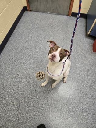 Enlarge Steve The Pirate, a Adoptable mixed breed in Westland, MI image 3/3