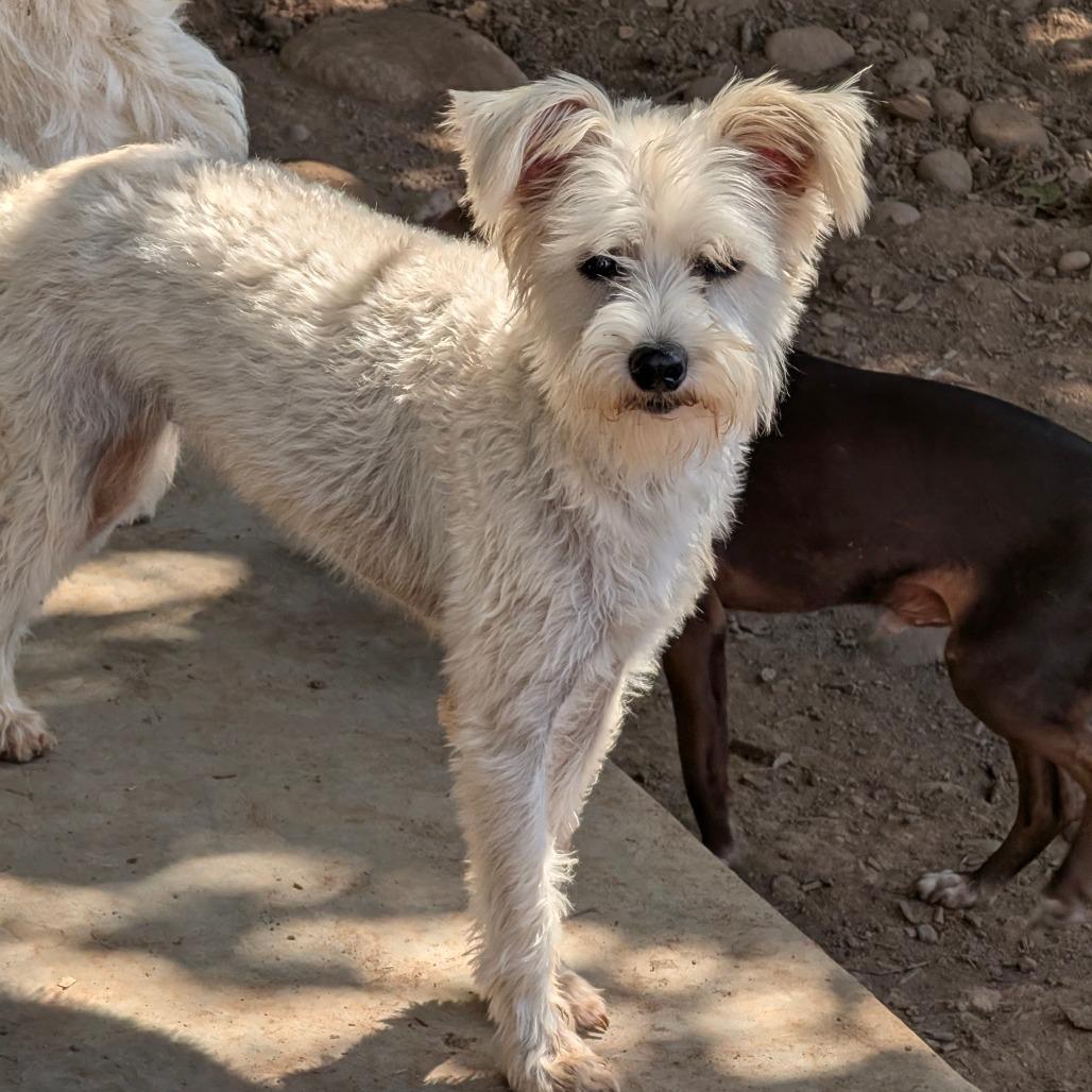 Minty, Adoptable, Adult Female Poodle & Havanese.