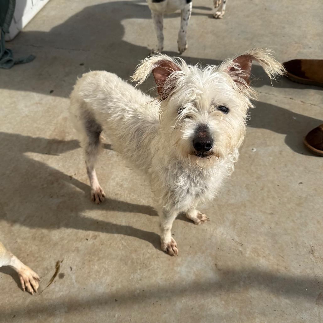 Minty, Adoptable, Adult Female Poodle & Havanese.