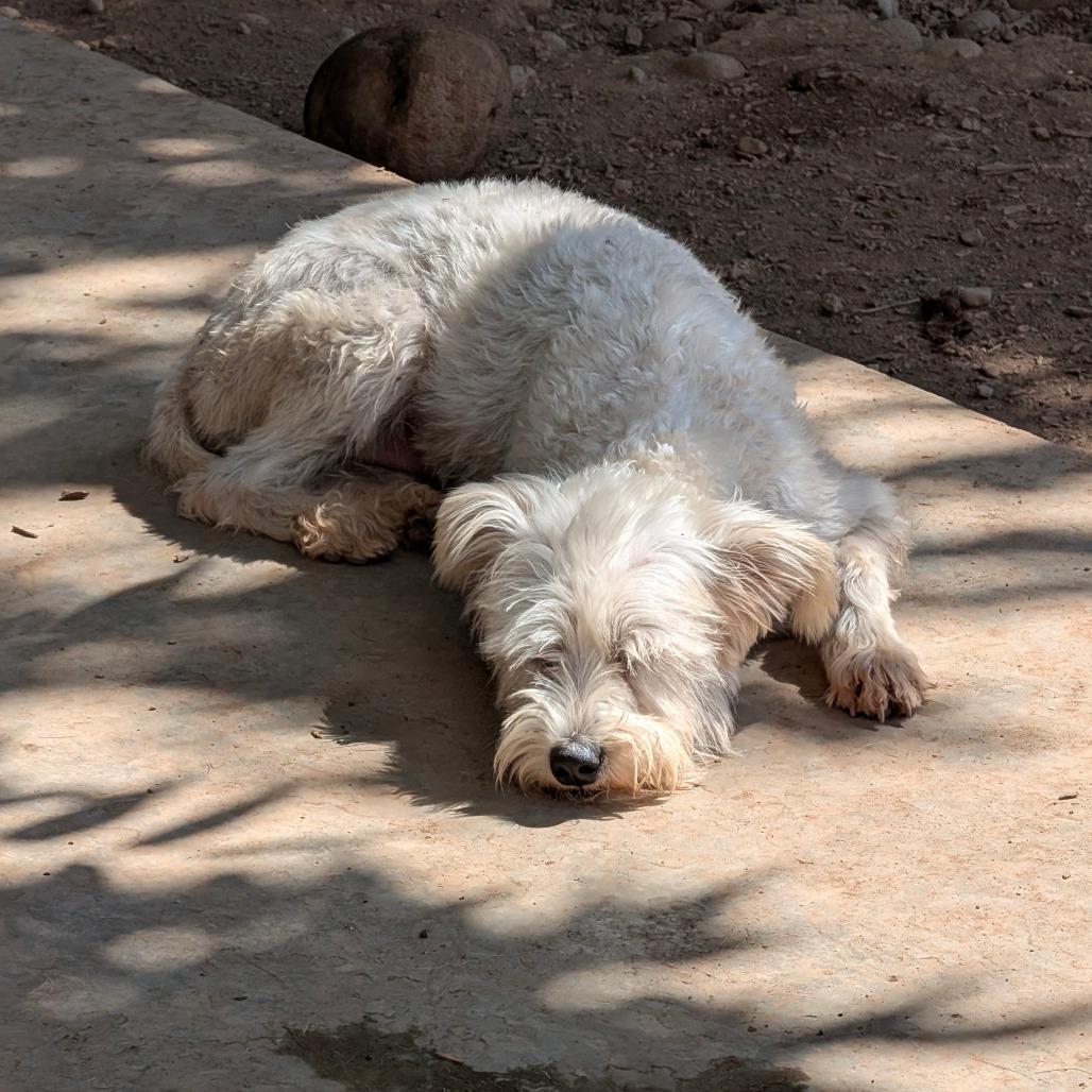 Enlarge Minty, a Adoptable mixed breed in Chico, CA image 3/6