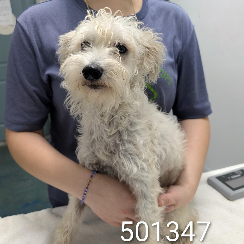Minty, a Adoptable mixed breed in Chico, CA image 2/4