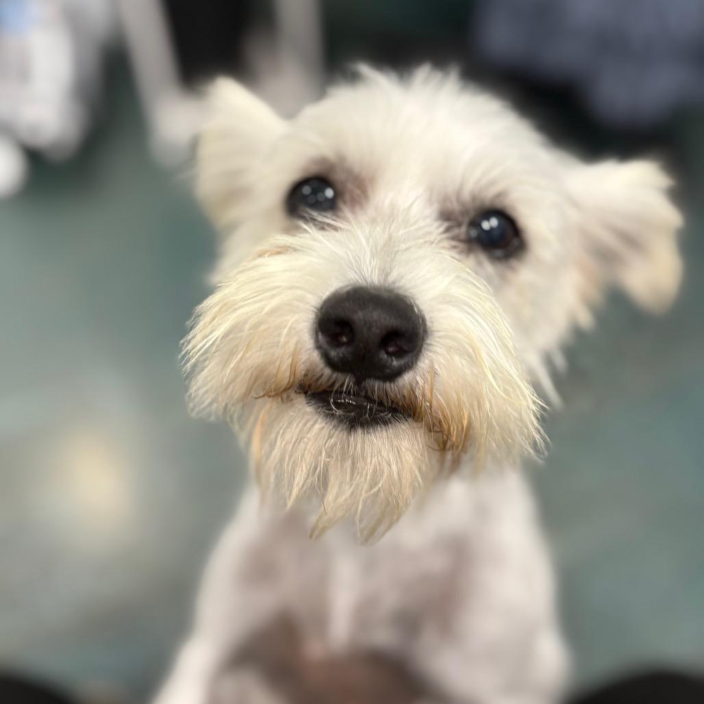 Minty, a Adoptable mixed breed in Chico, CA image 3/4