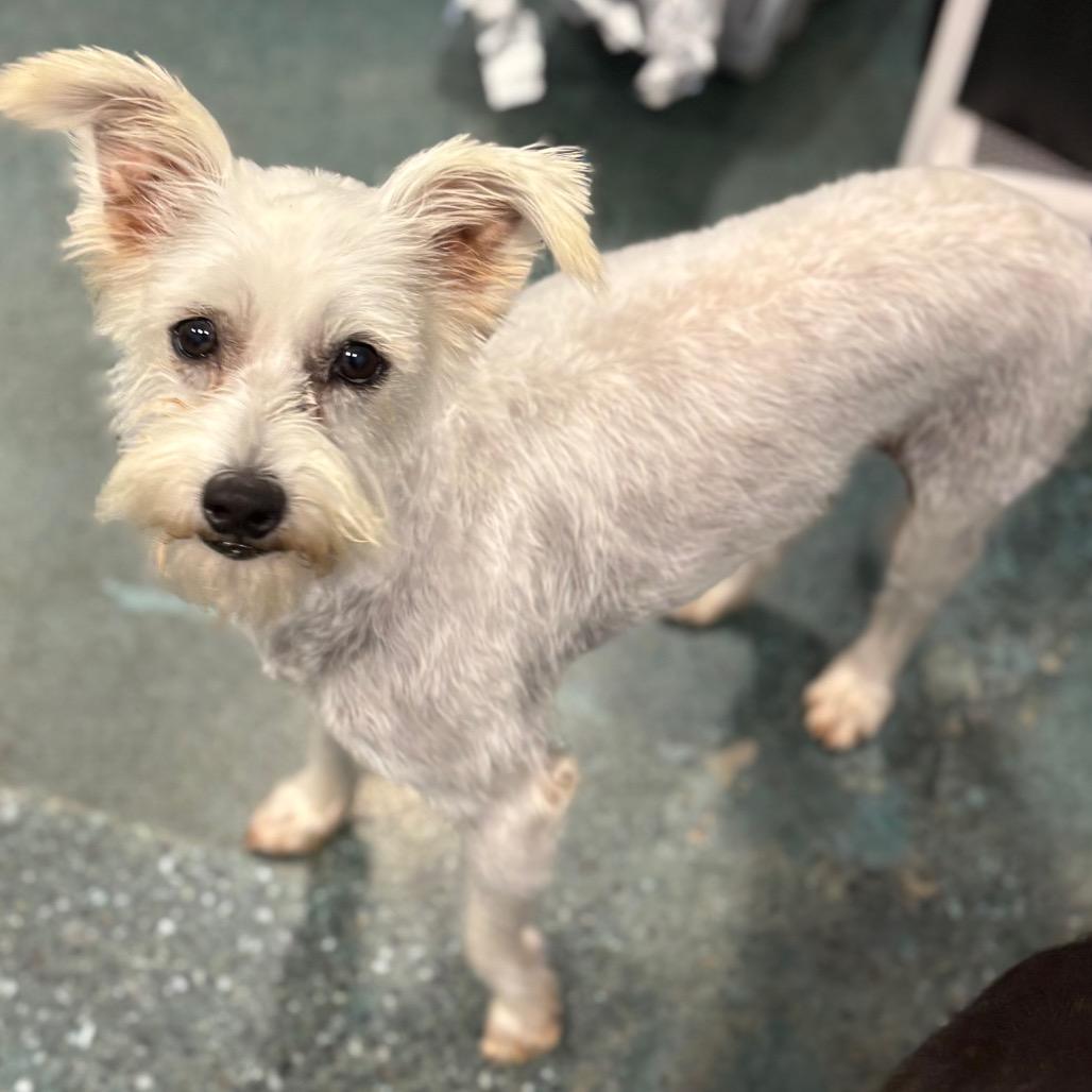 Minty, a Adoptable mixed breed in Chico, CA image 4/4