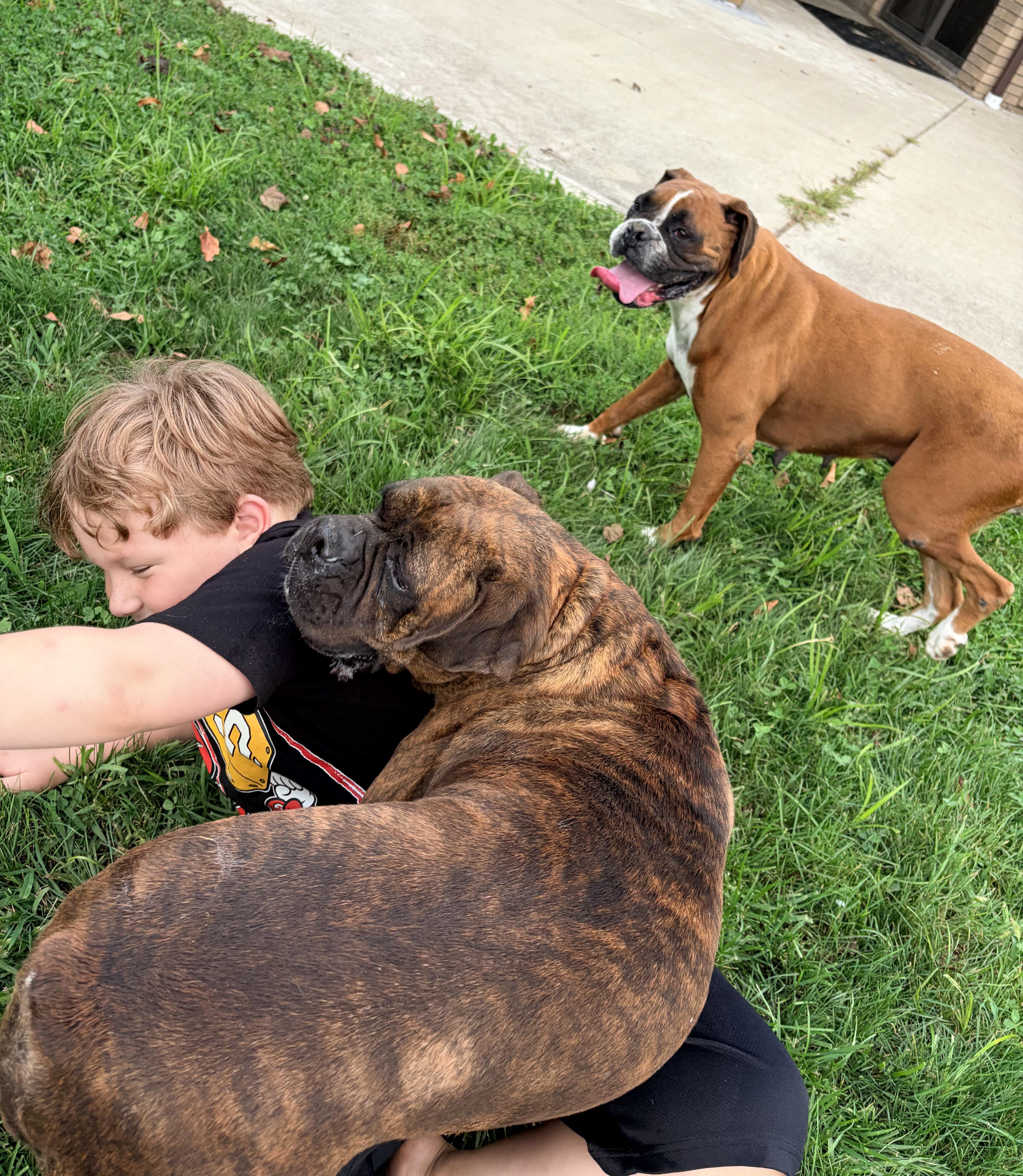 Enlarge Ruby and Pearl, a ADOPTABLE Boxer in Alliance, OH image 4/4