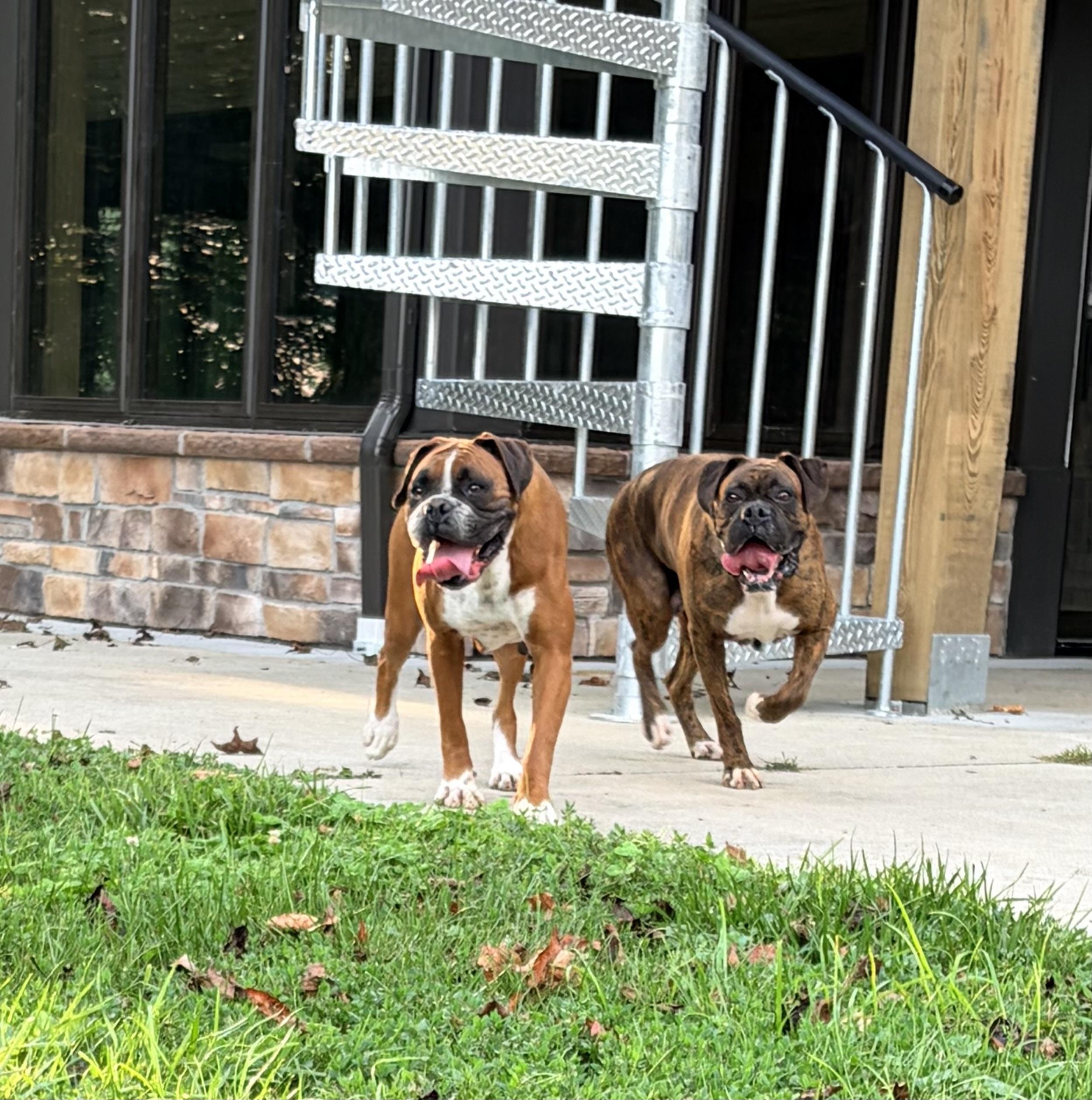 Enlarge Ruby and Pearl, a ADOPTABLE Boxer in Alliance, OH image 2/4
