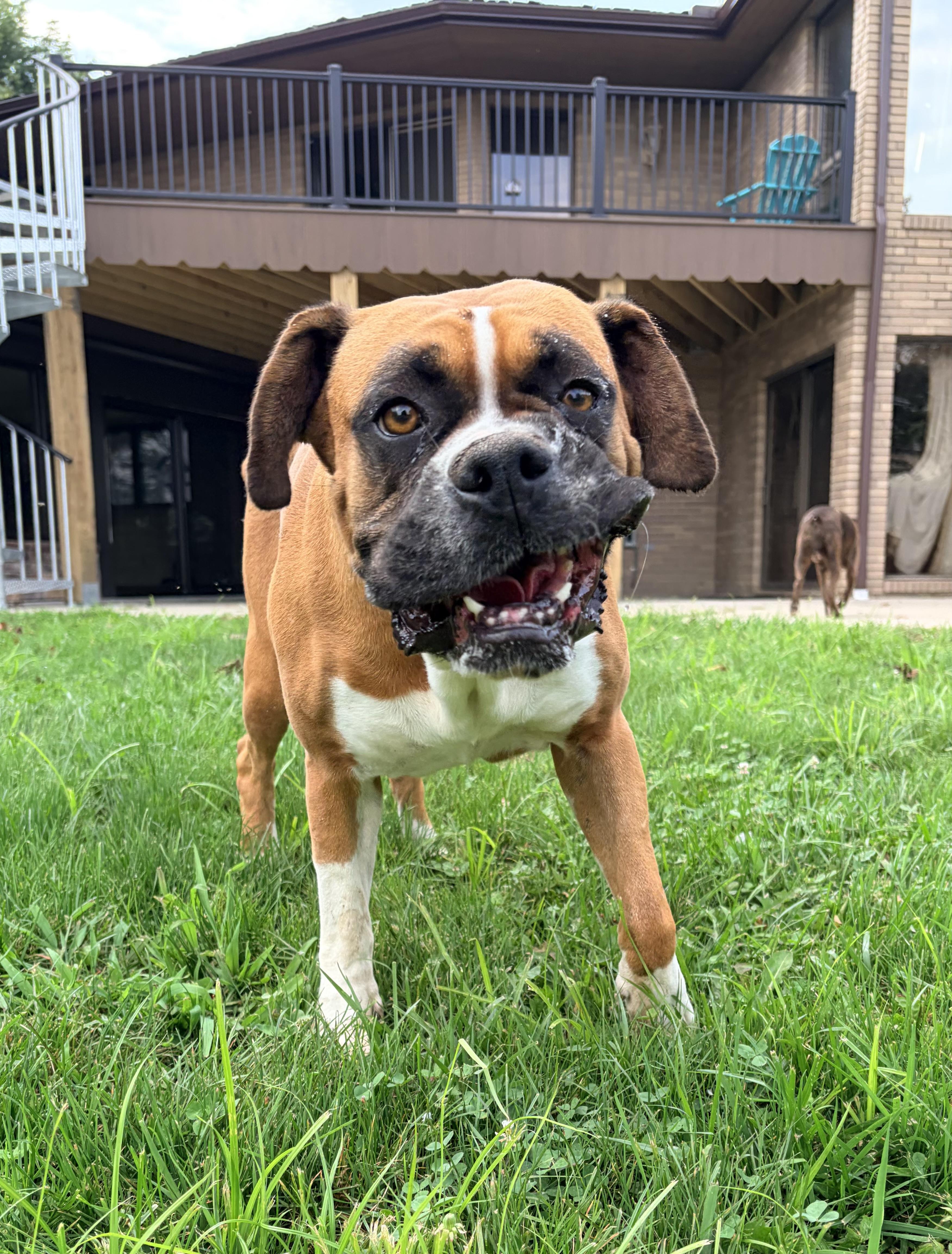 Ruby and Pearl, ADOPTABLE, Adult Female Boxer.