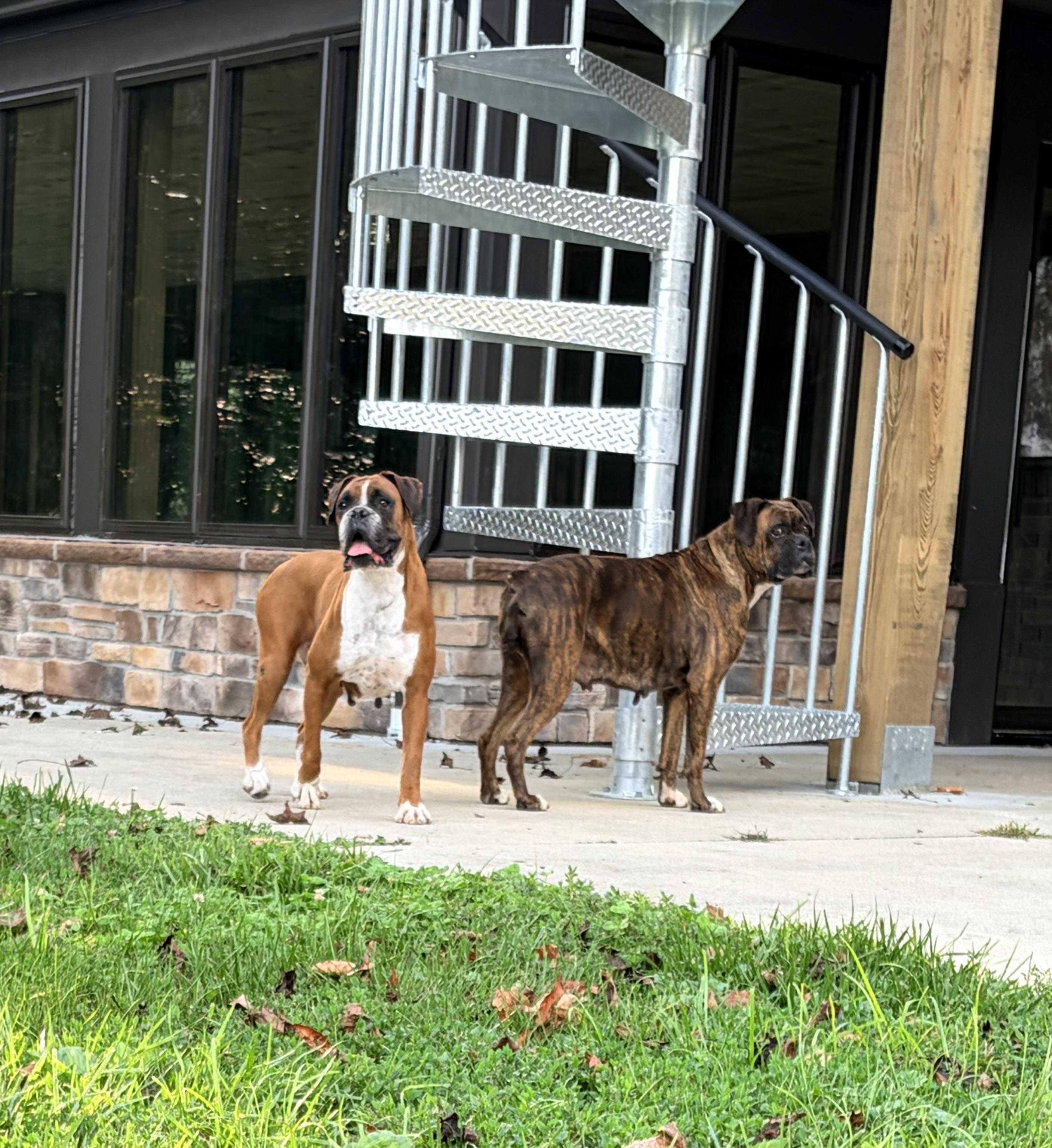 Enlarge Ruby and Pearl, a ADOPTABLE Boxer in Alliance, OH image 3/4