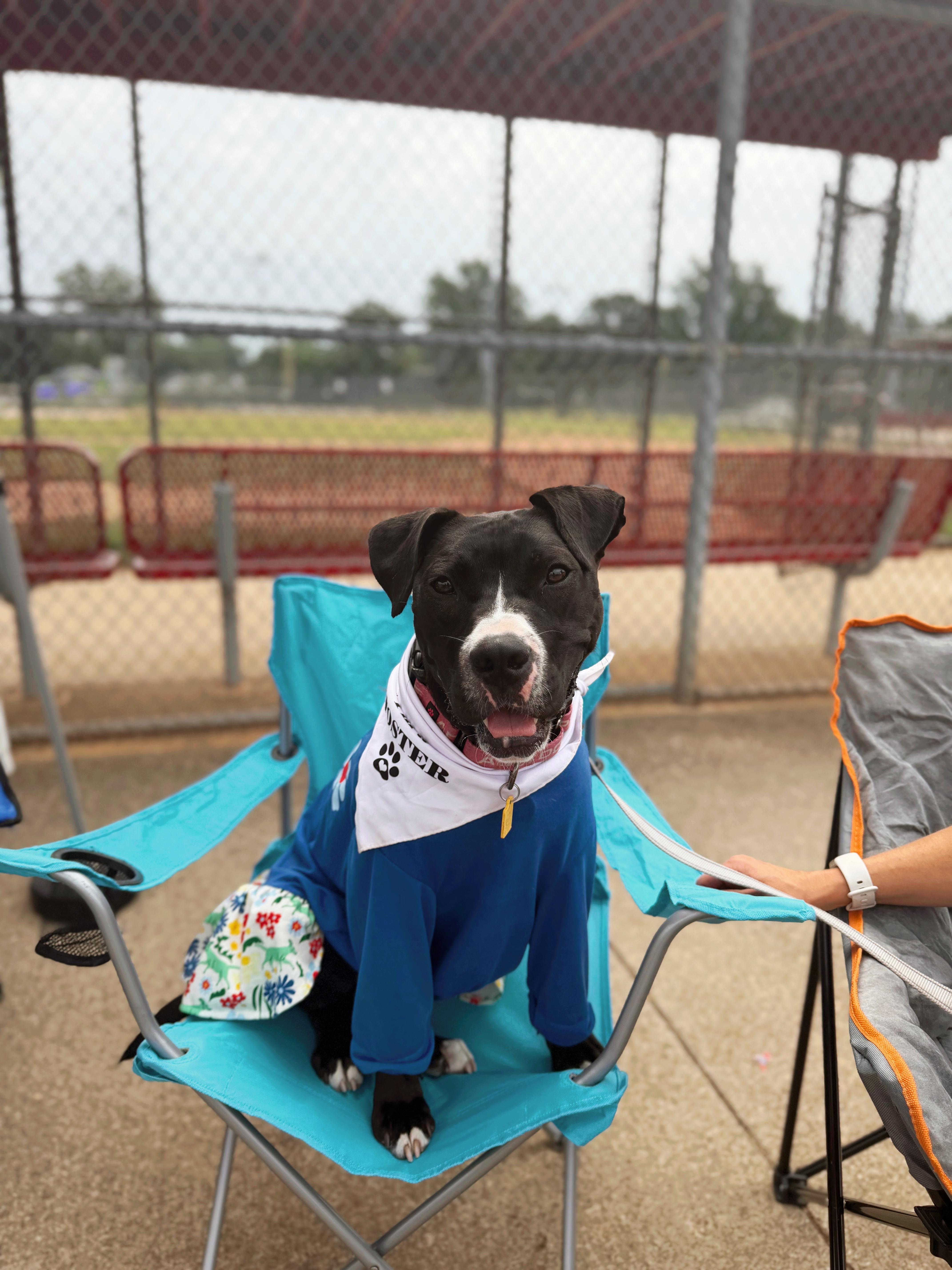Pippy, Adoptable, Young Female Pit Bull Terrier.