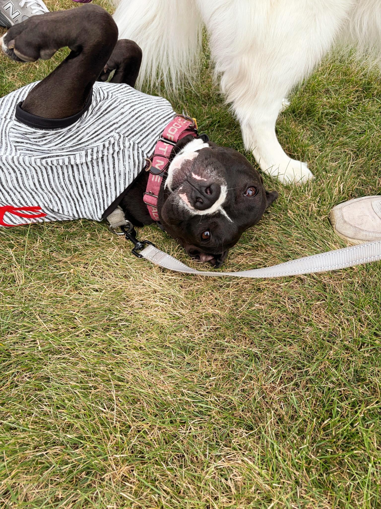 Pippy, a Adoptable mixed breed in Seville, OH image 5/5