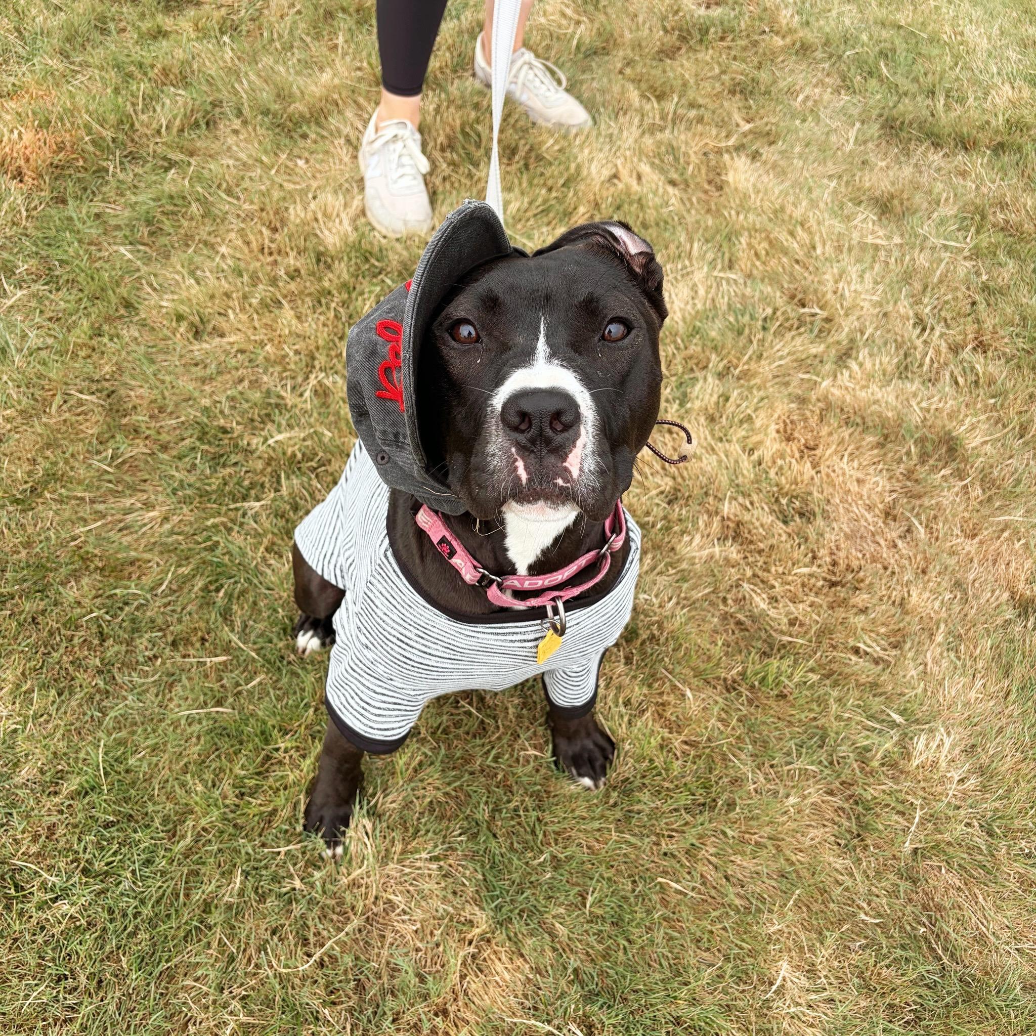 Pippy, a Adoptable mixed breed in Seville, OH image 2/5