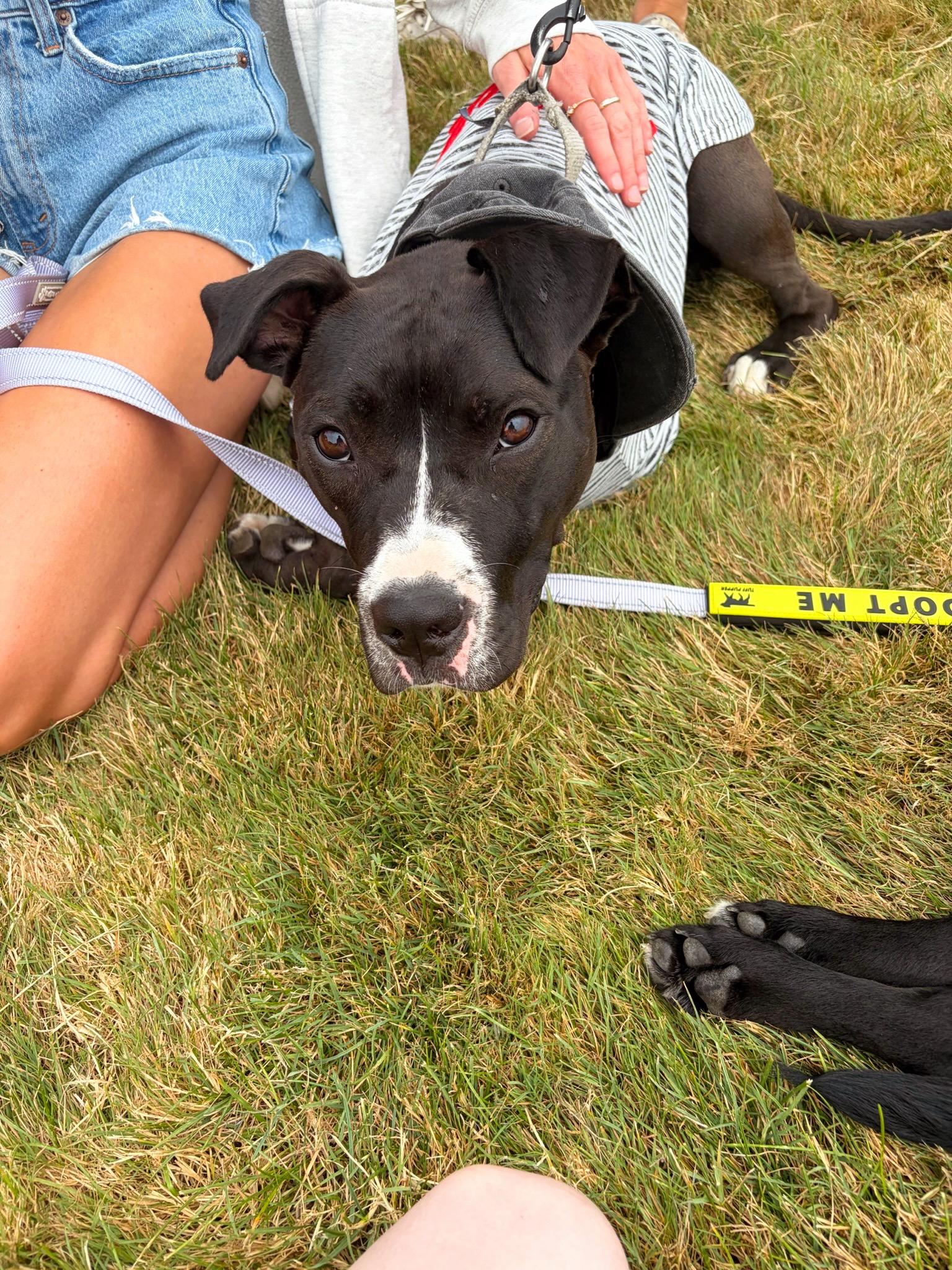 Pippy, a Adoptable mixed breed in Seville, OH image 4/5