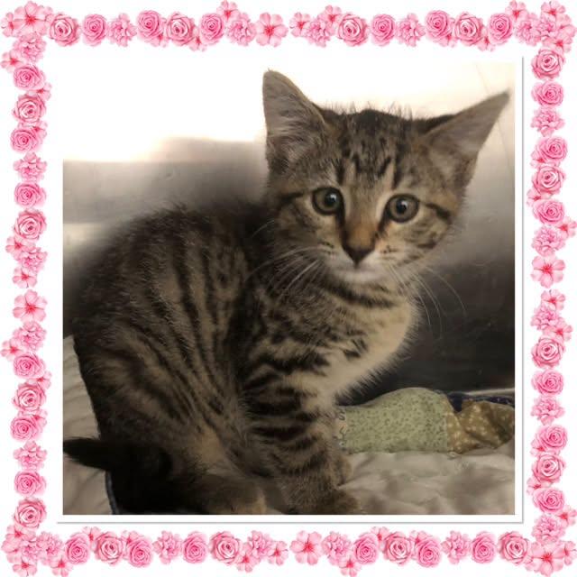 MACY, ADOPTABLE, Kitten Female Domestic Short Hair.