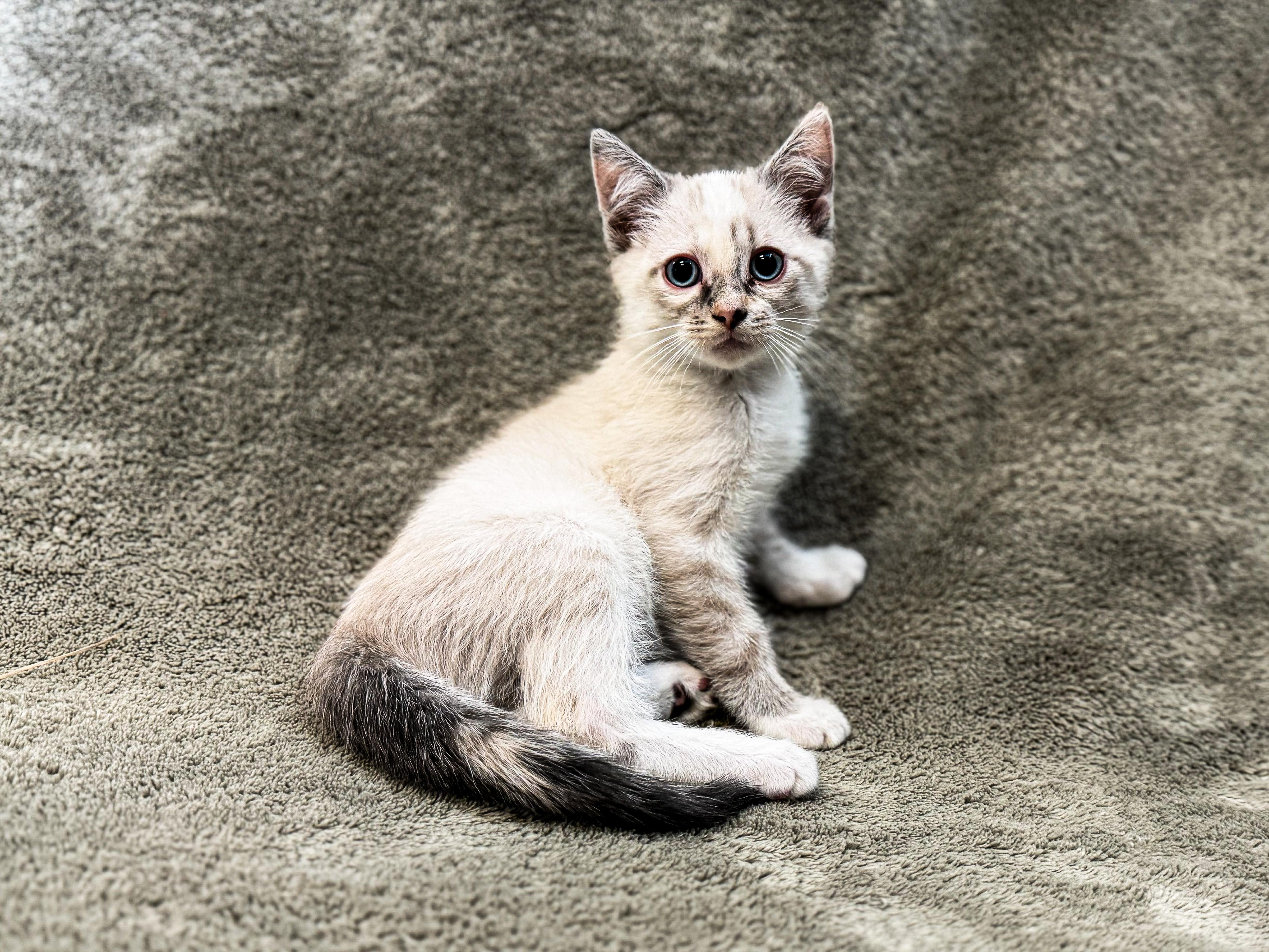 Teak, ADOPTABLE, Young Female Domestic Short Hair.