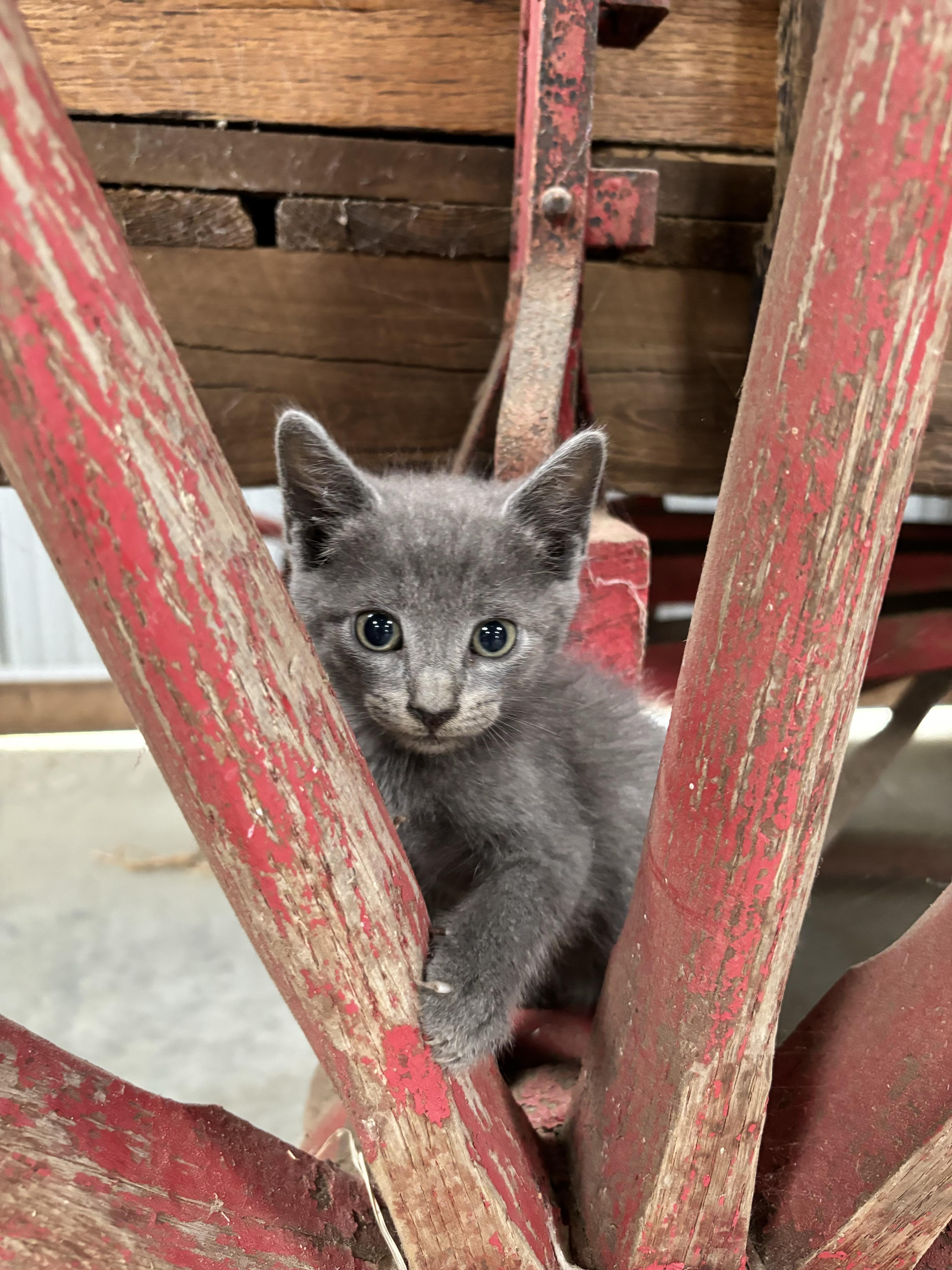 Nash, Adopted, Young Male Domestic Short Hair.
