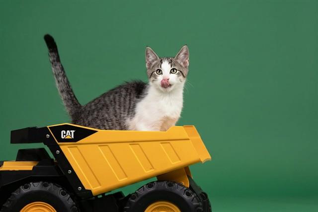 KIWI, Adoptable, Kitten Male Domestic Short Hair.
