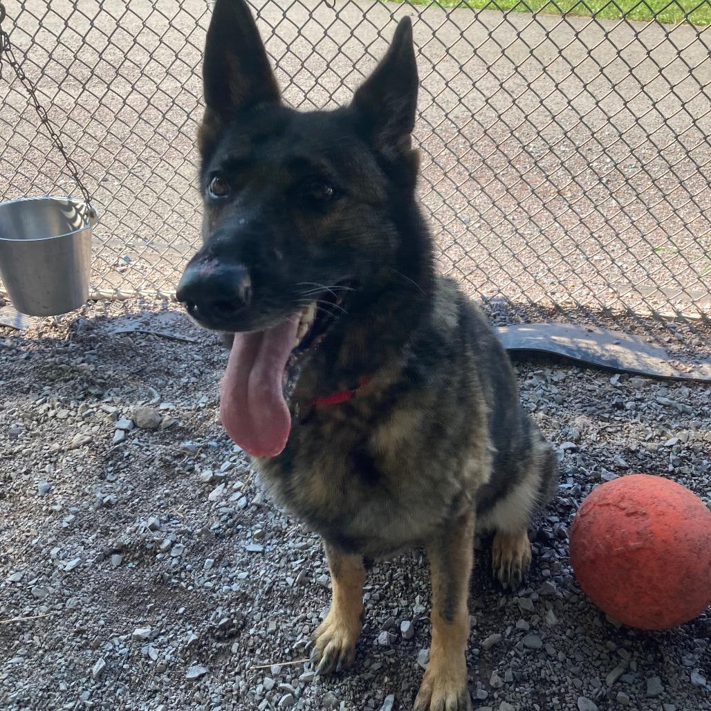 Bookah (26-151), Adoptable, Adult Female German Shepherd Dog.
