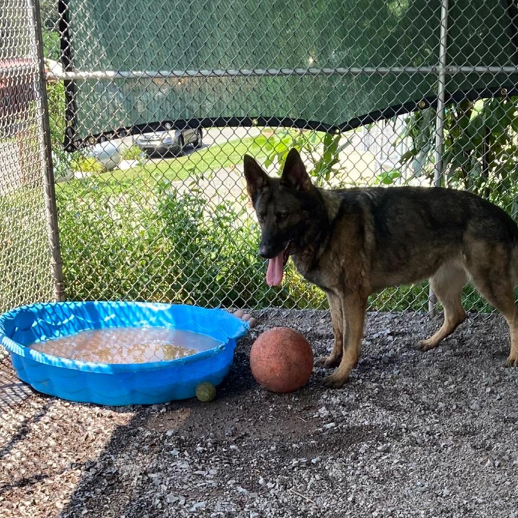 Enlarge Bookah (26-151), a Adoptable German Shepherd Dog in New Ringgold, PA image 2/6