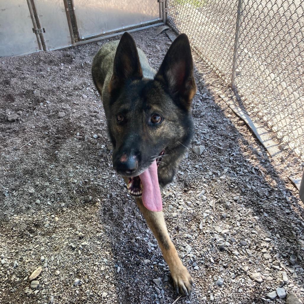 Enlarge Bookah (26-151), a Adoptable German Shepherd Dog in New Ringgold, PA image 3/6