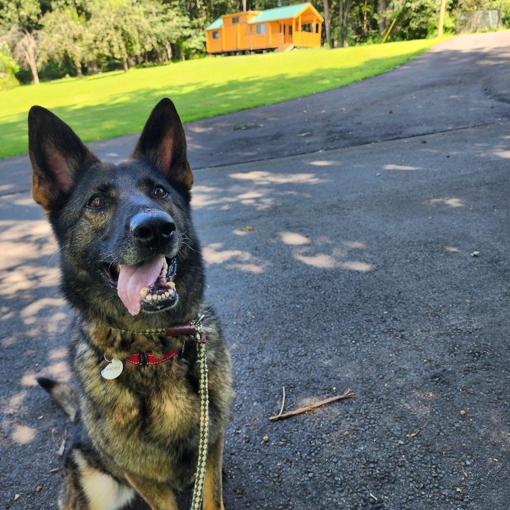 Enlarge Bookah (26-151), a Adoptable German Shepherd Dog in New Ringgold, PA image 4/6