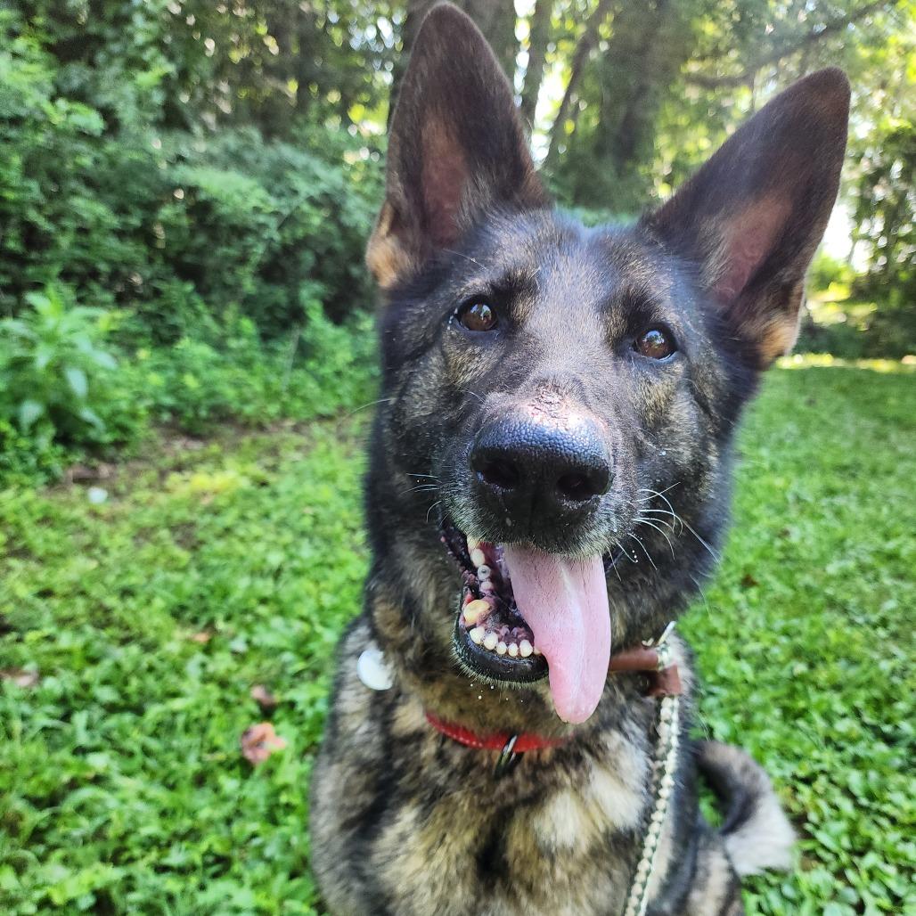 Enlarge Bookah (26-151), a Adoptable German Shepherd Dog in New Ringgold, PA image 5/6