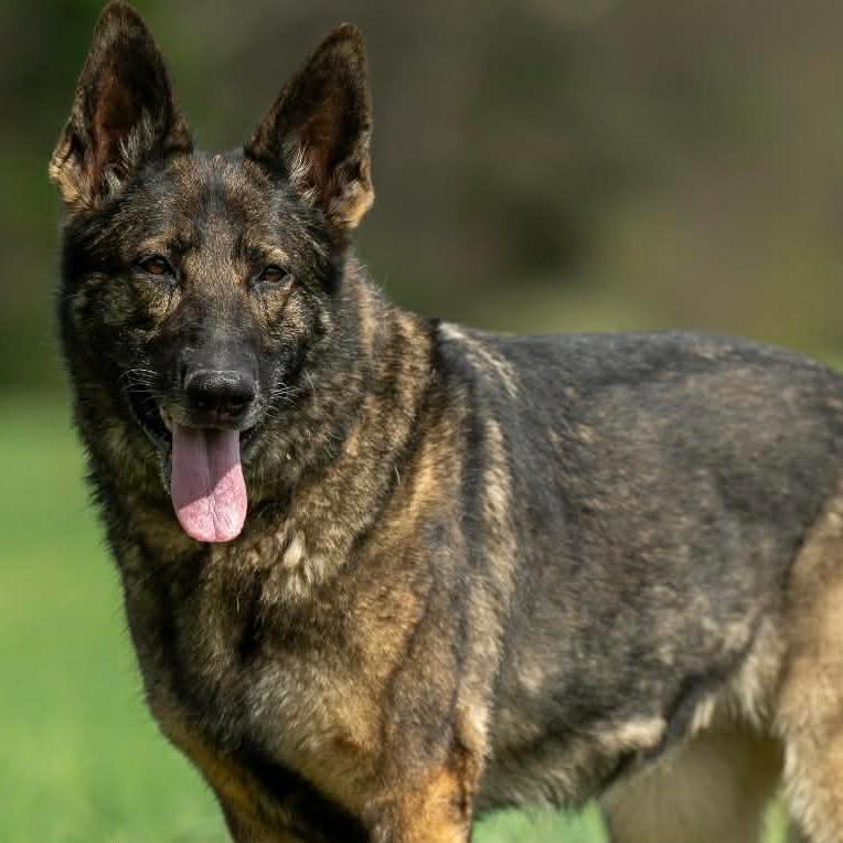 Enlarge Bookah (26-151), a Adoptable German Shepherd Dog in New Ringgold, PA image 6/6