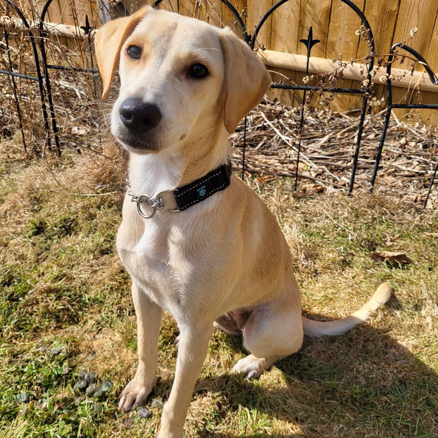 Corazana, Adoptable, Puppy Female Labrador Retriever.