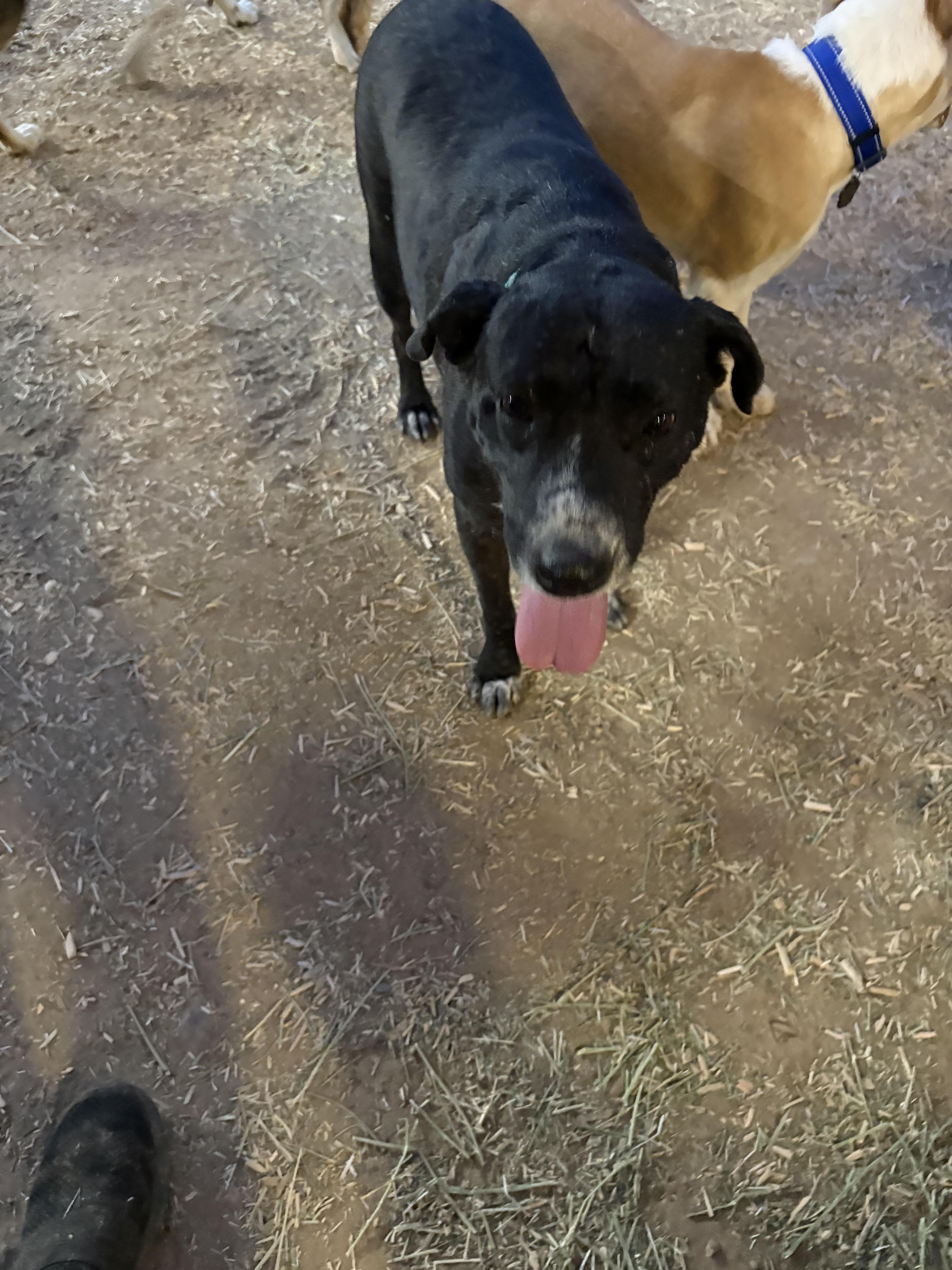 Lenny, Adoptable, Senior Male Labrador Retriever.