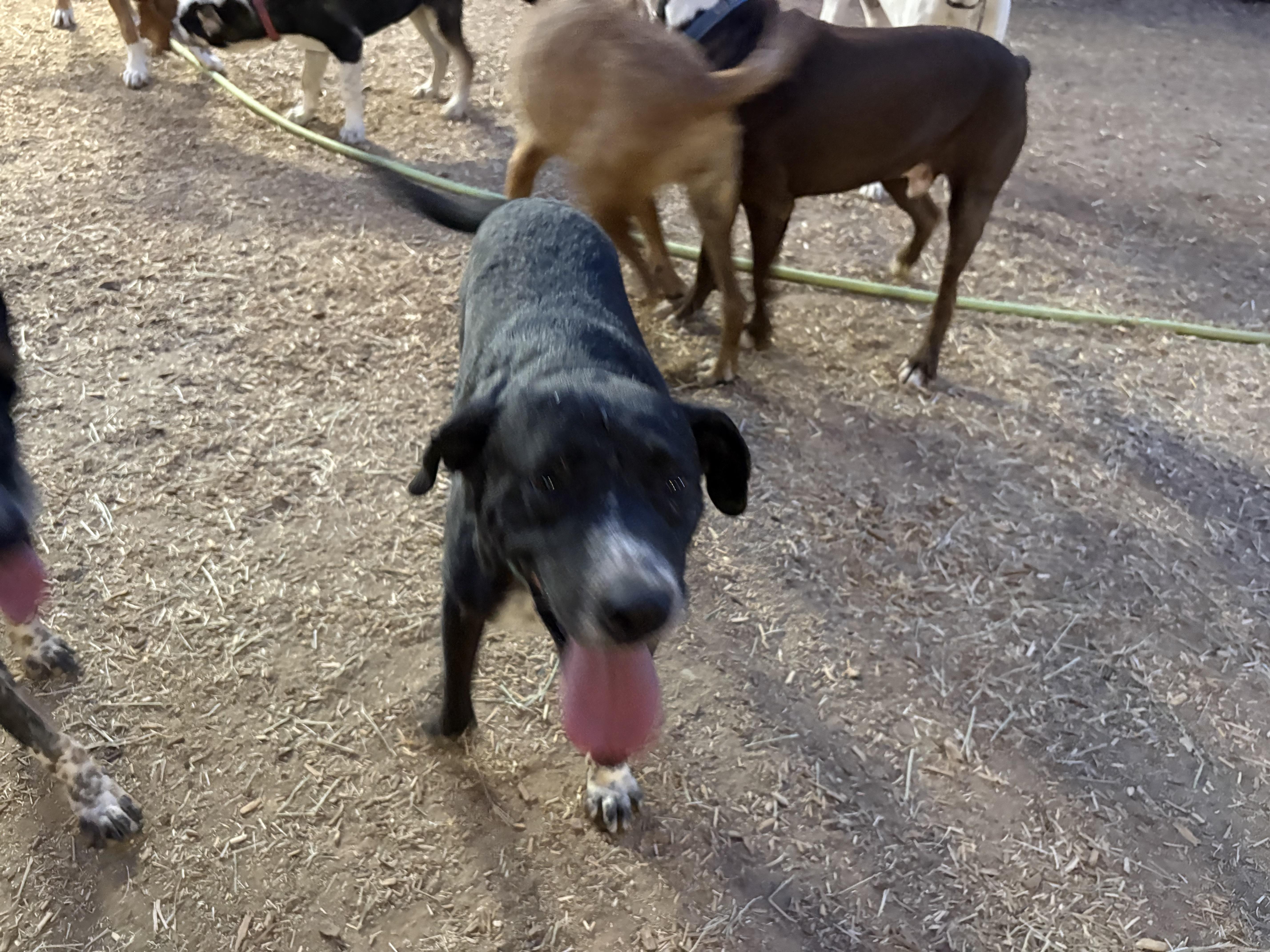 Enlarge Lenny, a Adoptable Labrador Retriever in Tucson, AZ image 2/2