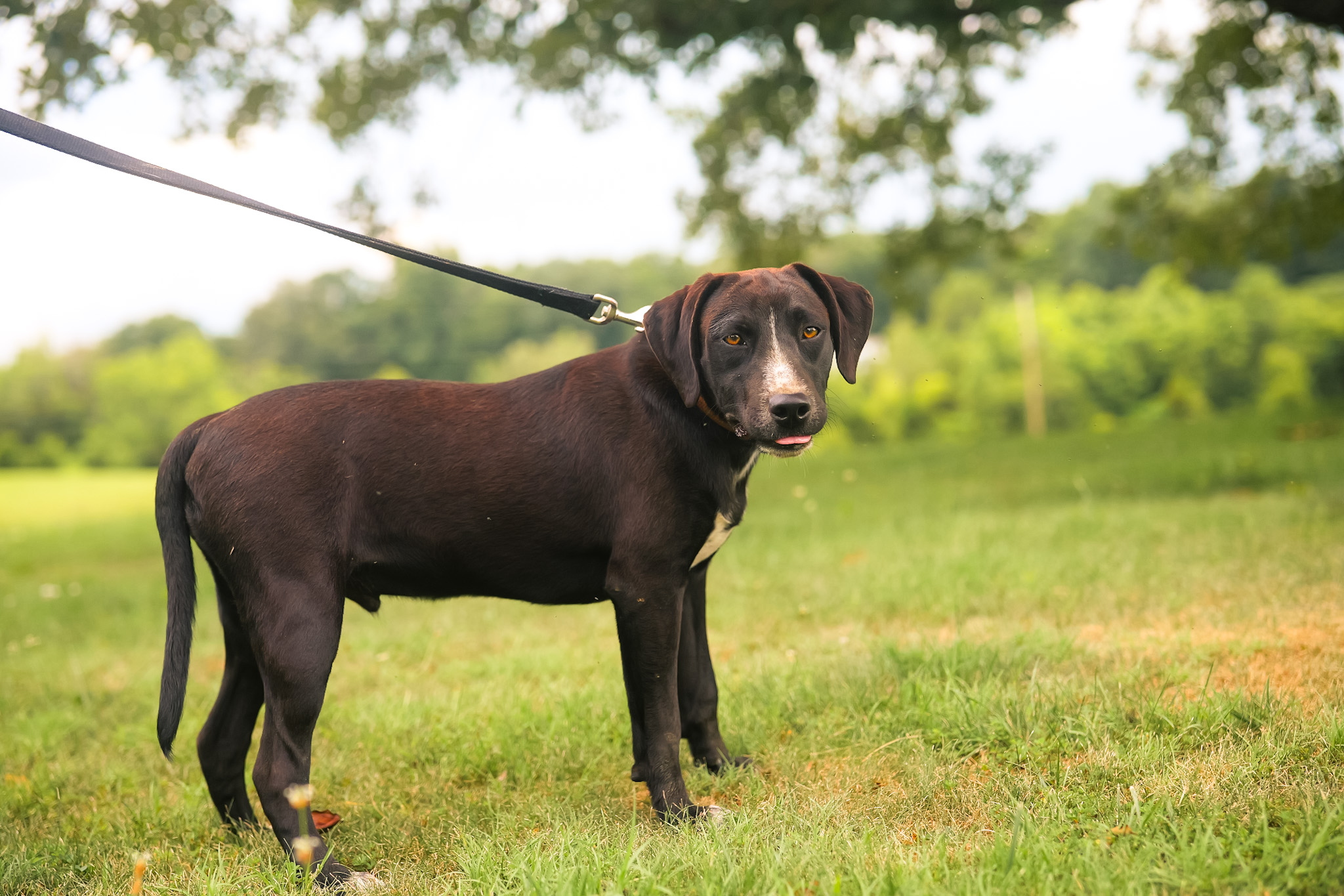 Jim - Transport, a Adoptable mixed breed in Greenwood, IN image 4/6