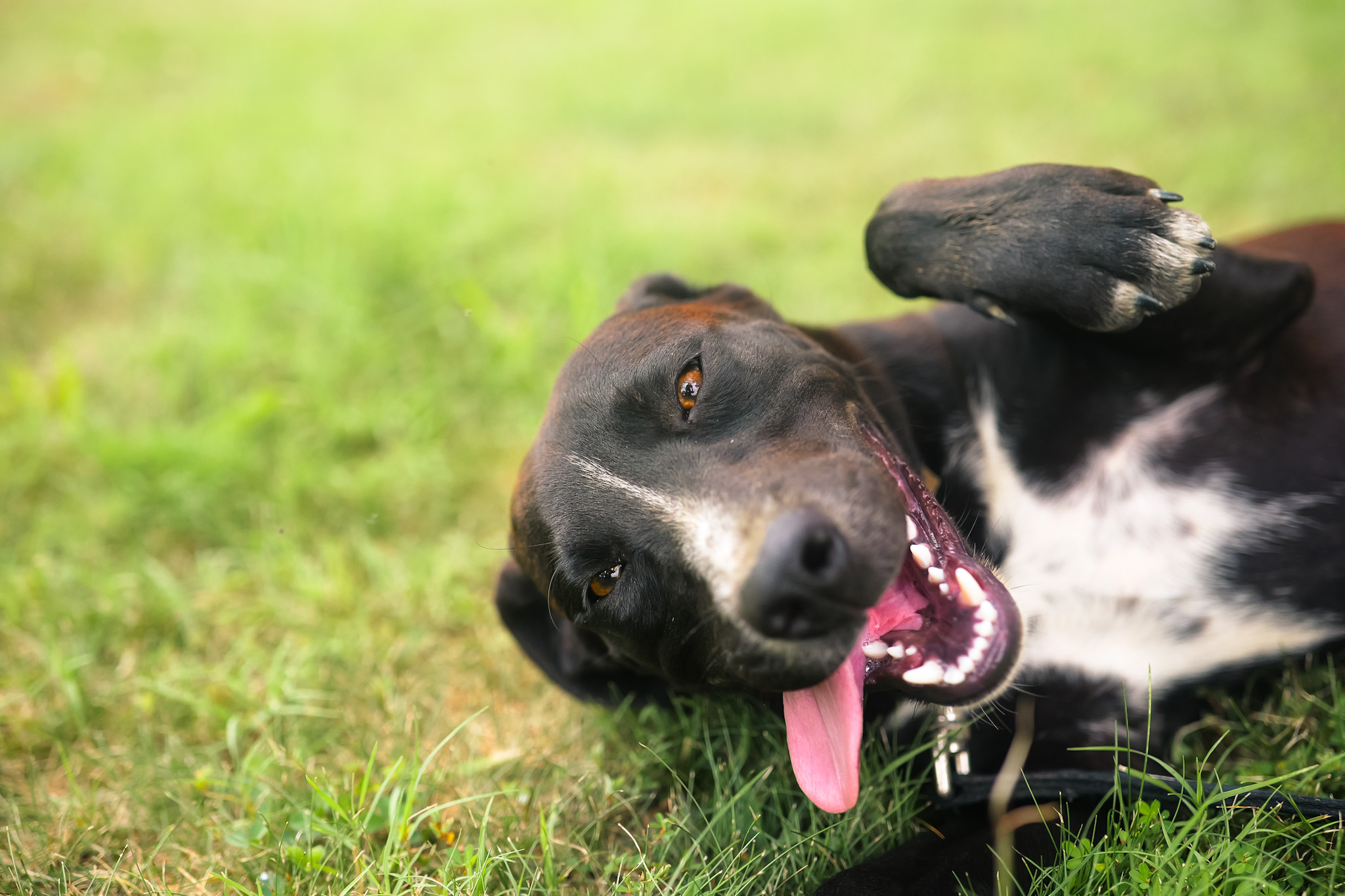 Jim - Transport, a Adoptable mixed breed in Greenwood, IN image 6/6