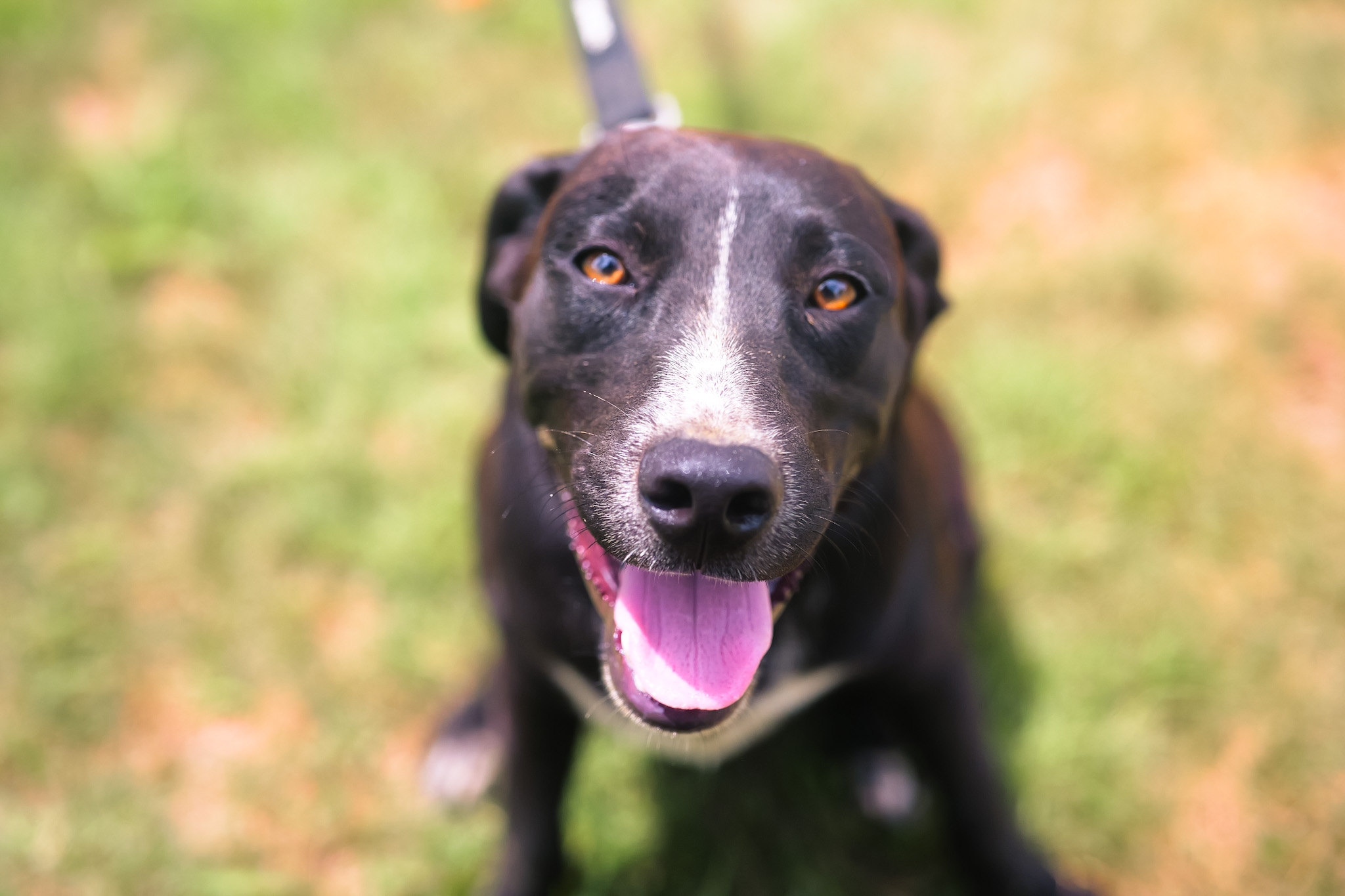 Jim - Transport, a Adoptable mixed breed in Greenwood, IN image 2/6