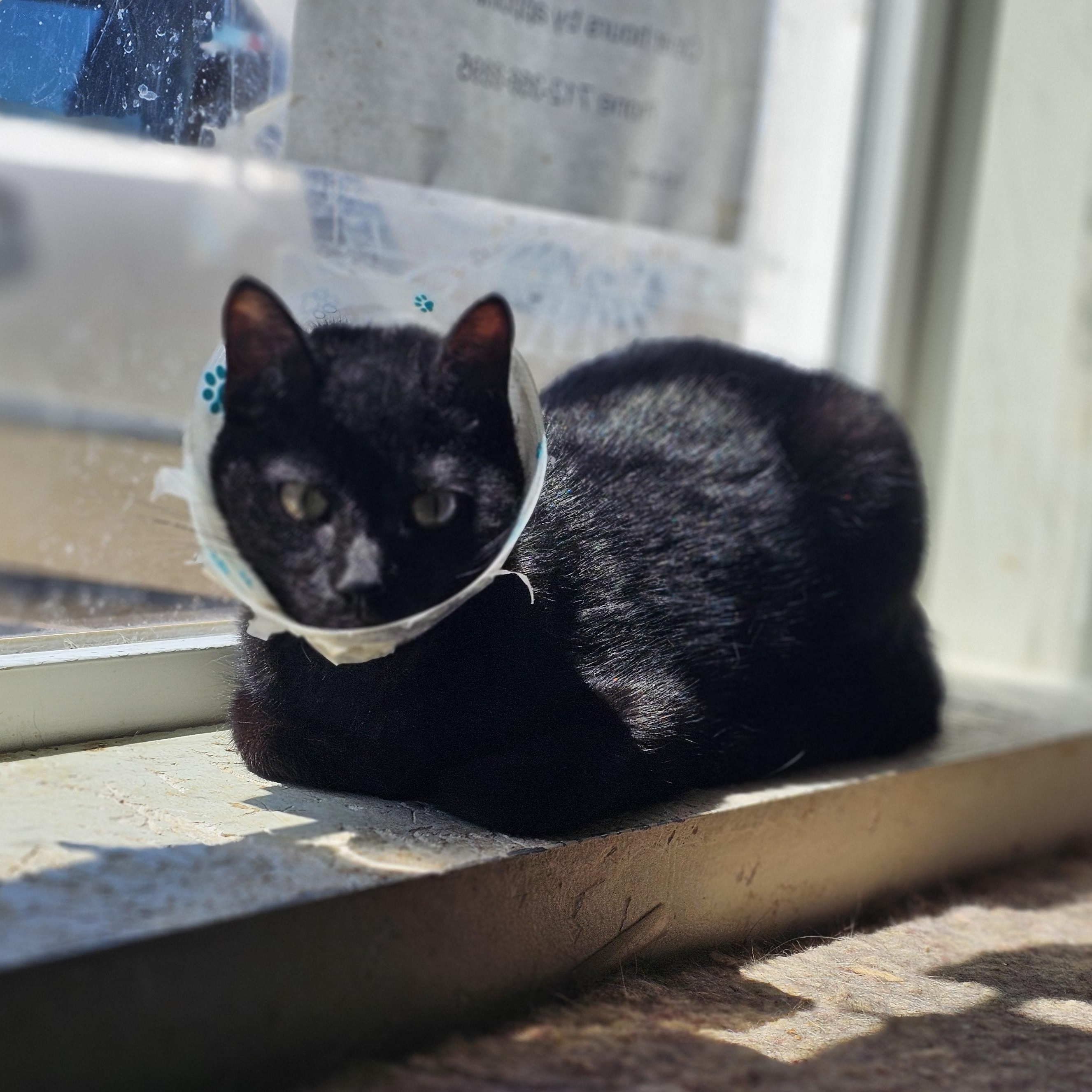 Enlarge Lucky, a ADOPTABLE Domestic Short Hair in Denison, IA image 1/1