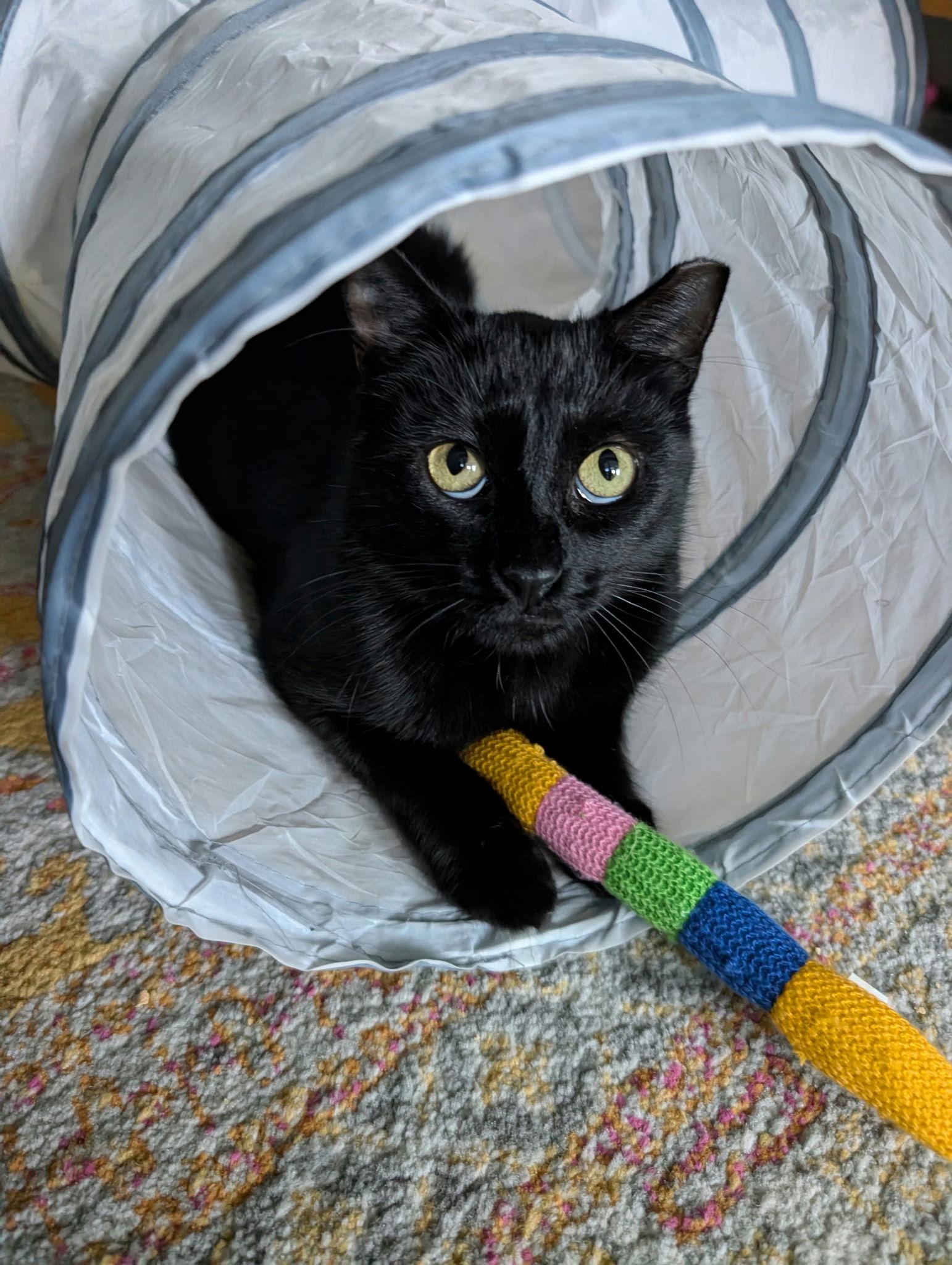 Comet, a Adoptable Domestic Short Hair in Houston, TX image 2/5