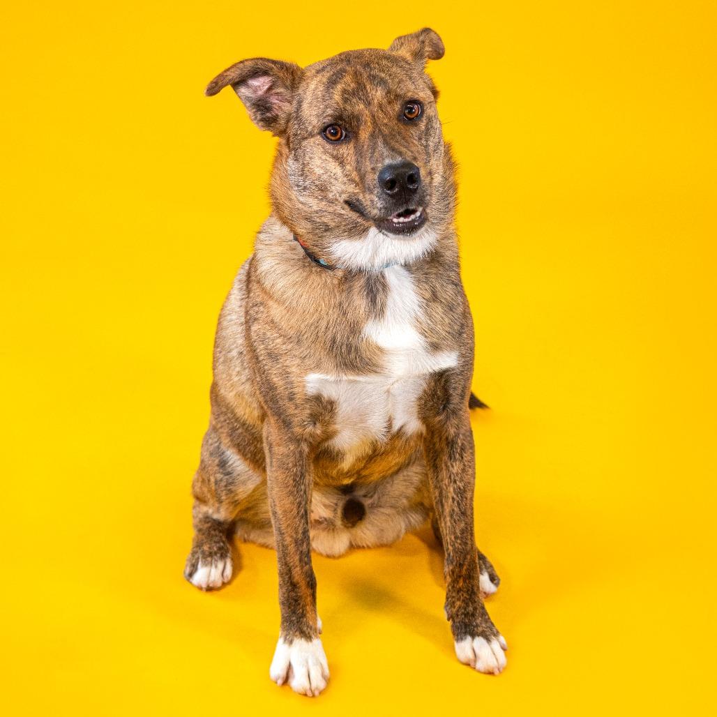 Yogi, Adoptable, Adult Male Mountain Cur.