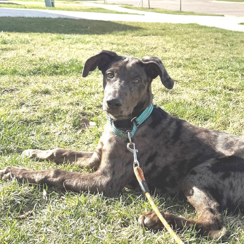 Mae, Adoptable, Puppy Female Great Dane & Mixed Breed.