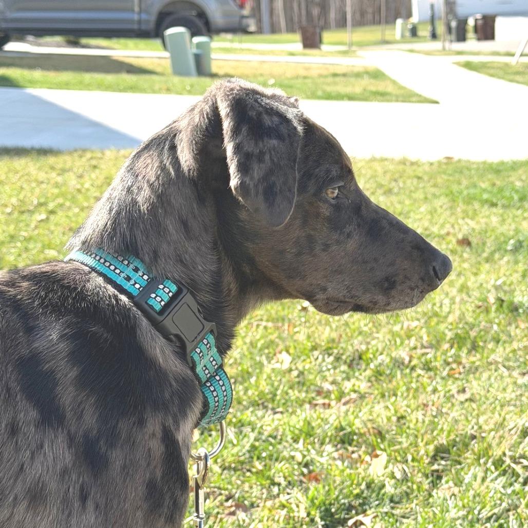 Mae, a Adoptable mixed breed in Cincinnati, OH image 2/6