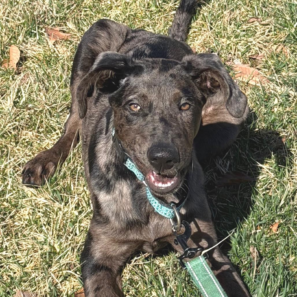 Mae, a Adoptable mixed breed in Cincinnati, OH image 3/6